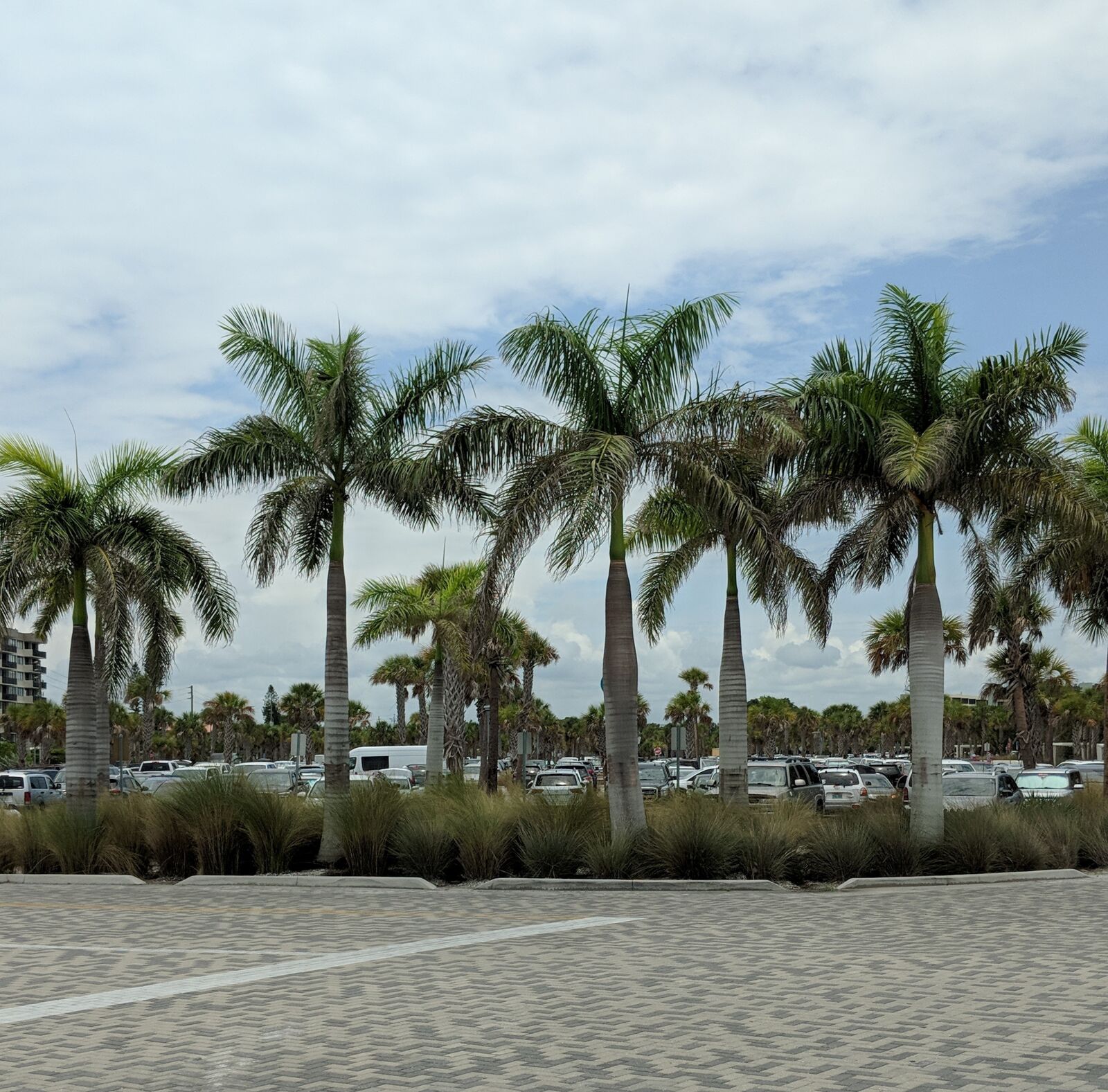 Google Pixel 2 XL sample photo. Palm trees, skyline, florida photography