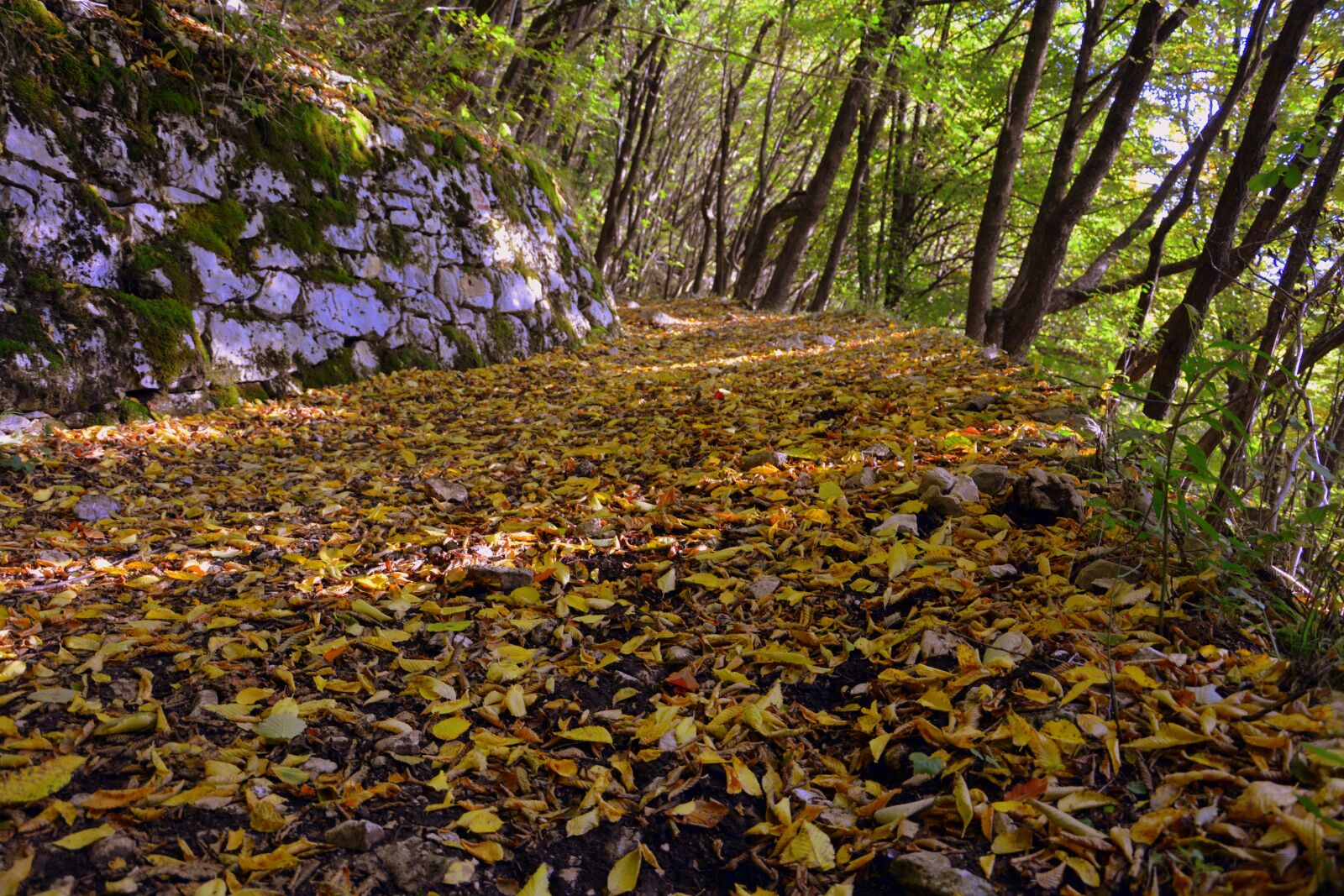 Nikon D7100 sample photo. Excursion, forest, autumn photography