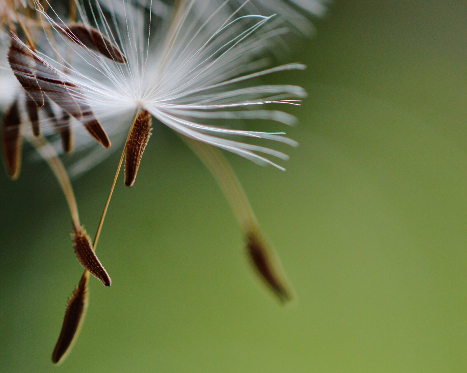 Nikon D3200 sample photo. Dandelion, plant, nature photography