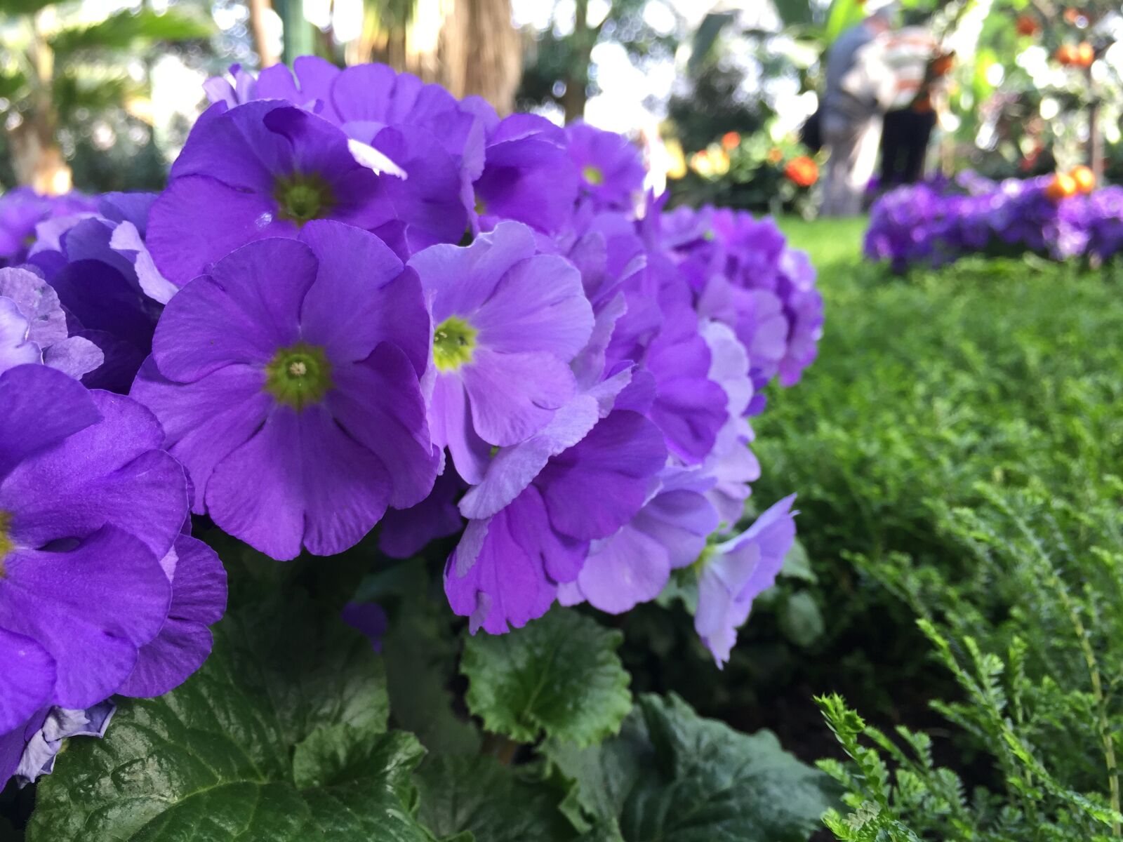 iPhone 6 Plus back camera 4.15mm f/2.2 sample photo. Flower, garden, plant photography