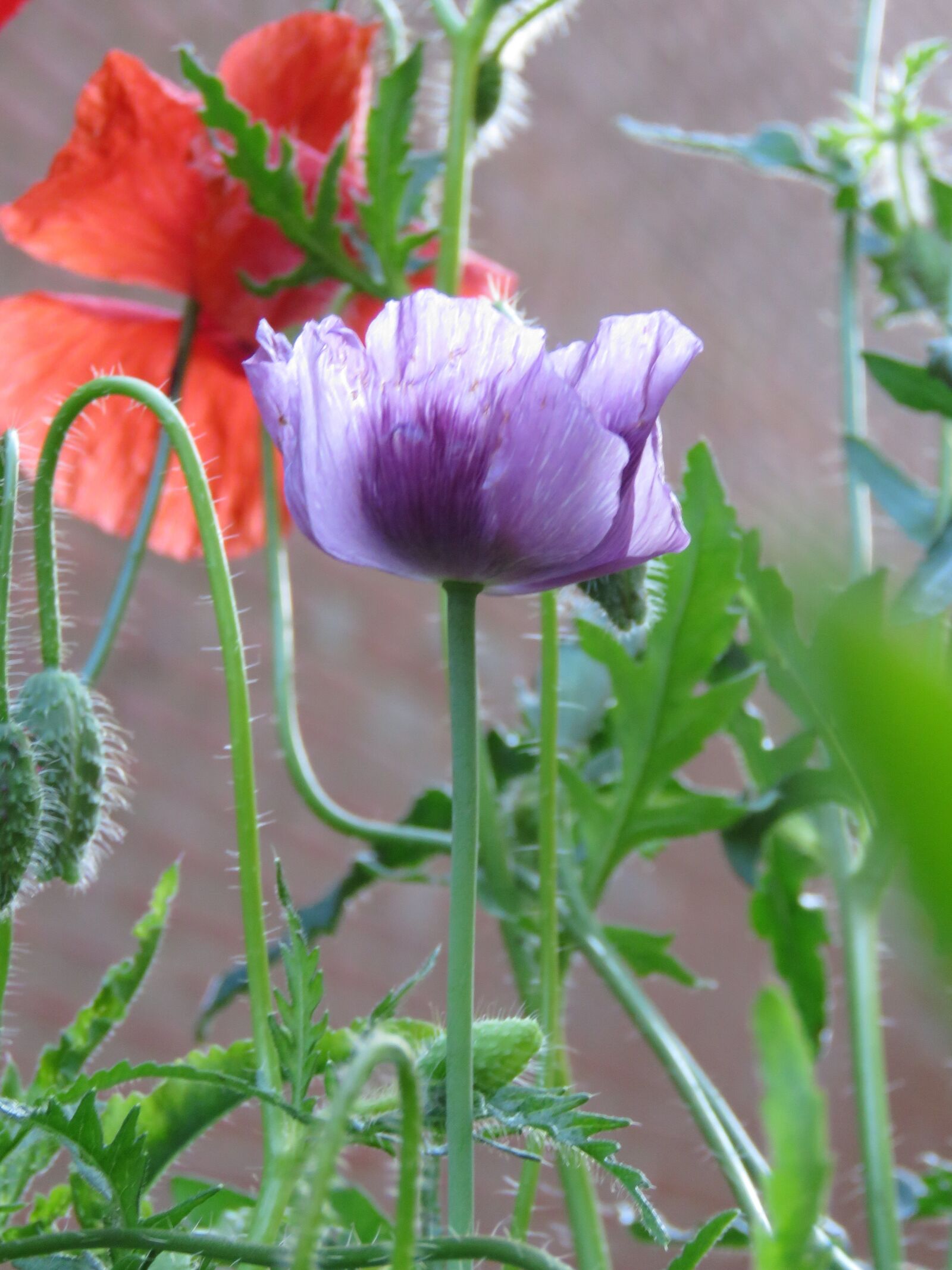 Canon PowerShot SX60 HS sample photo. Poppy, blossom, flower photography