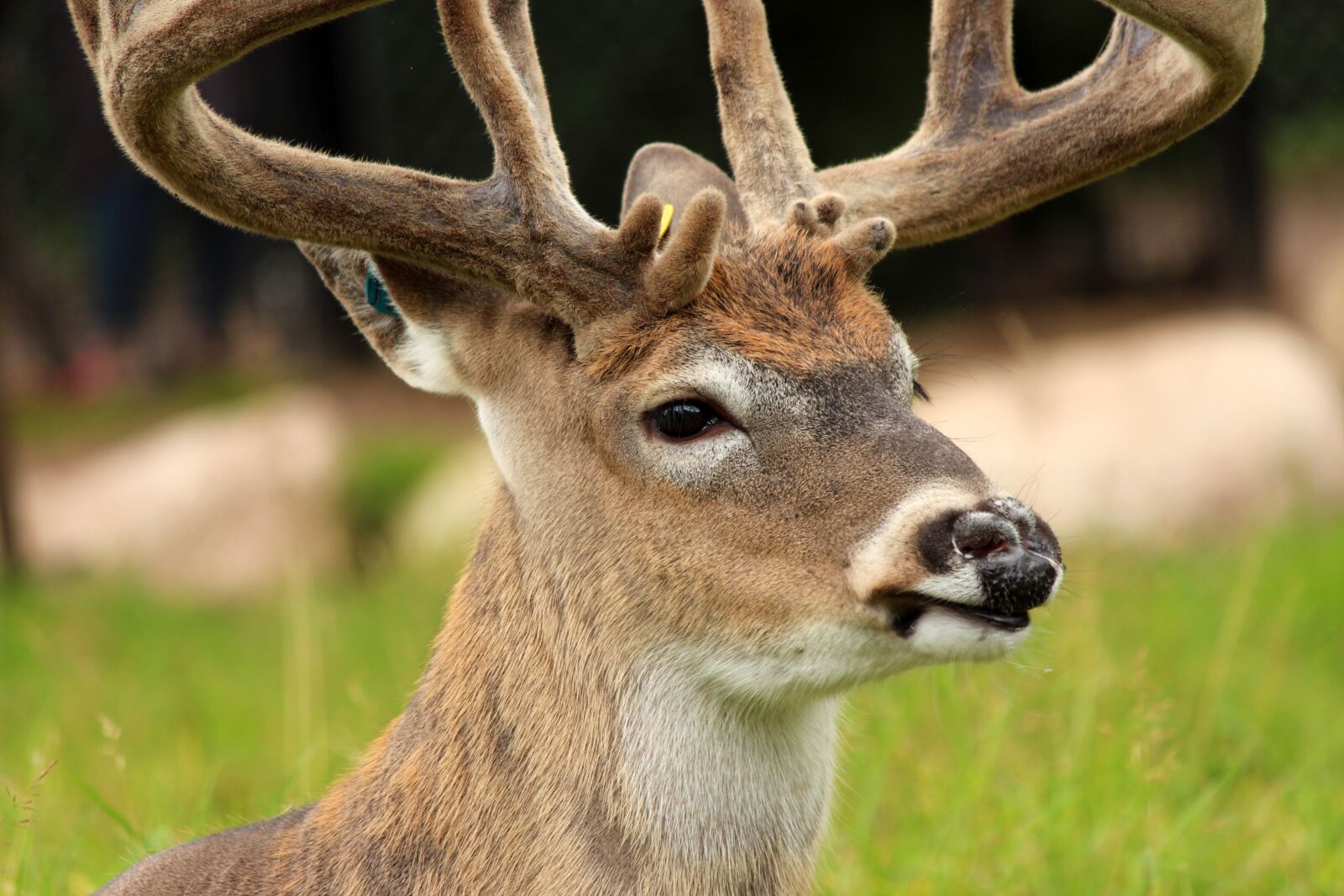 Canon EF-S 55-250mm F4-5.6 IS II sample photo. Whitetail deer, mammal, deer photography
