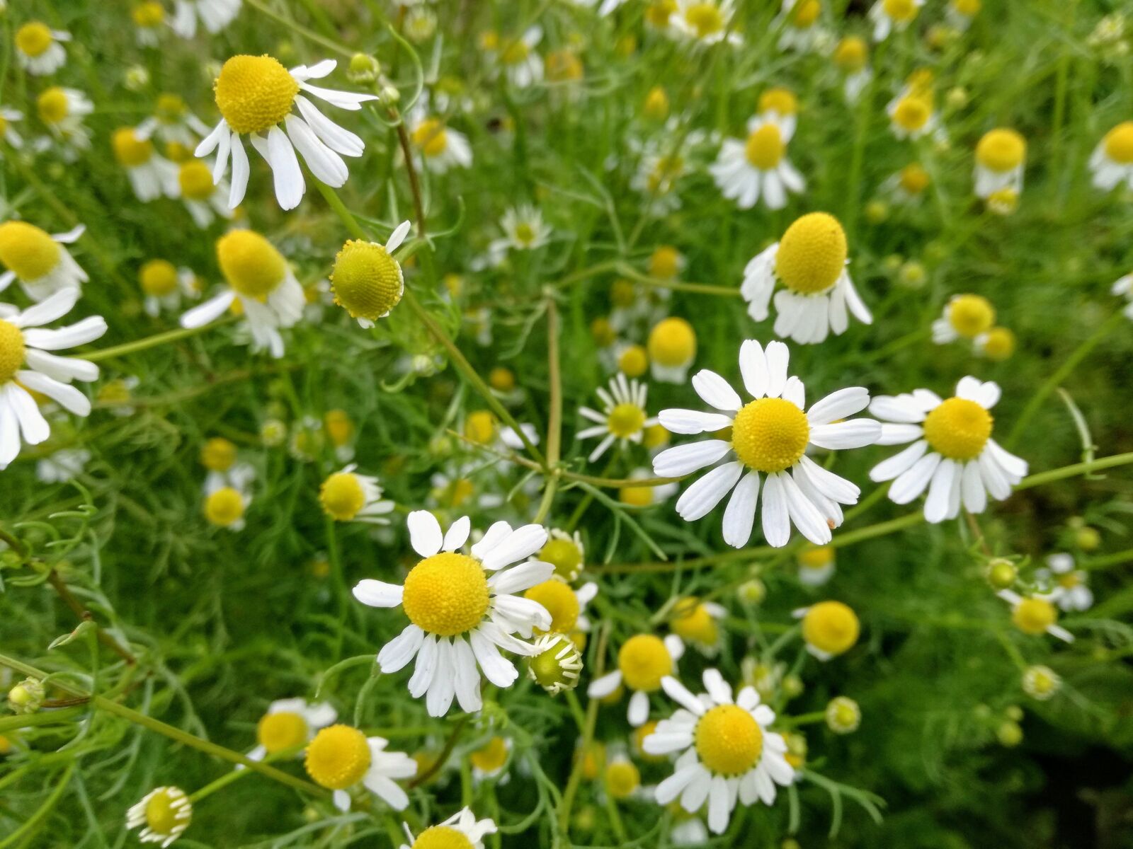 HUAWEI P9 LITE sample photo. Chamomile, camomile, herbal photography