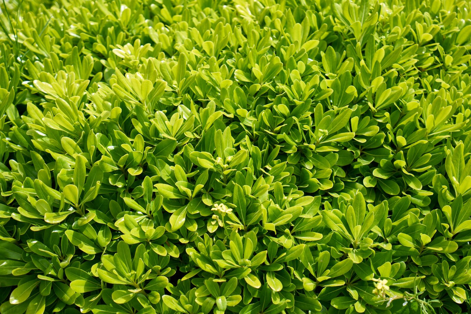 Sony a7R II sample photo. Plant, leaves, wall photography