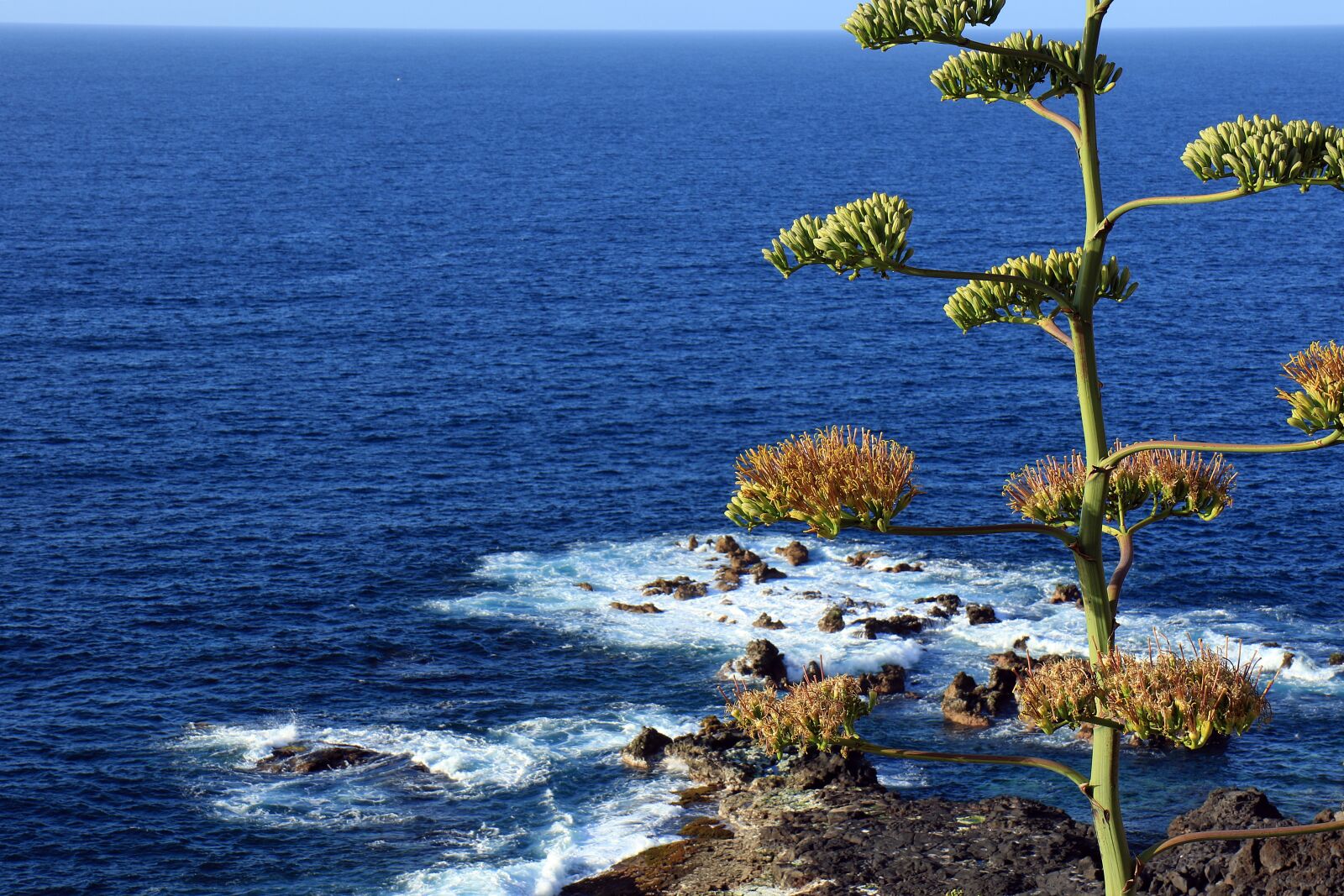Canon EOS 7D Mark II sample photo. Agave, agave flower, ocean photography