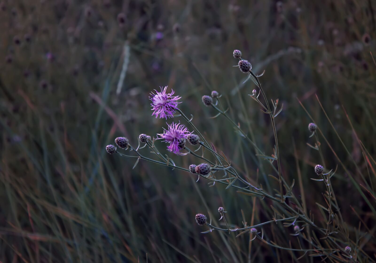Canon EOS 550D (EOS Rebel T2i / EOS Kiss X4) sample photo. Nature, grass, greens photography