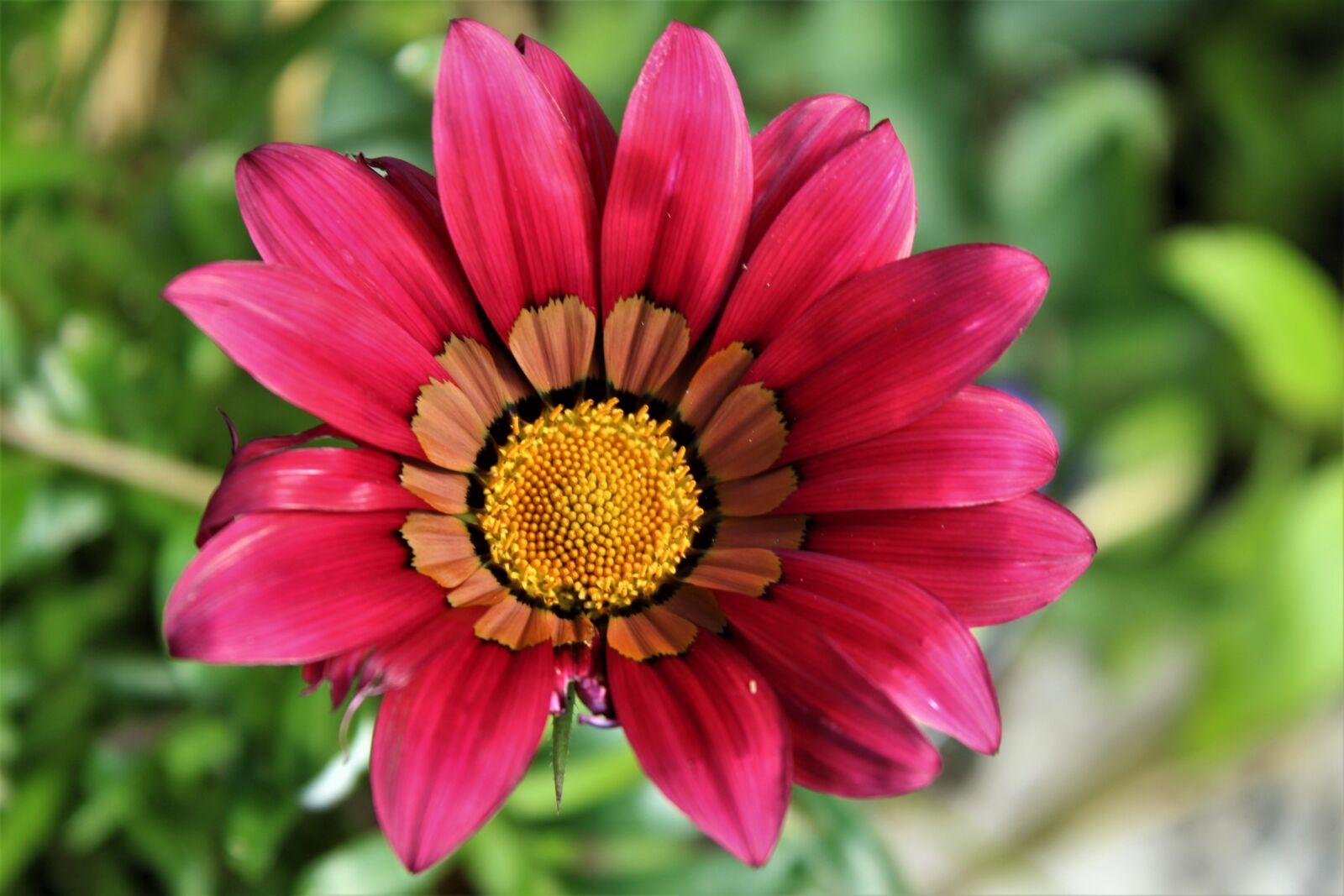 Canon EOS 4000D (EOS Rebel T100 / EOS 3000D) sample photo. Red, gazania, flower photography