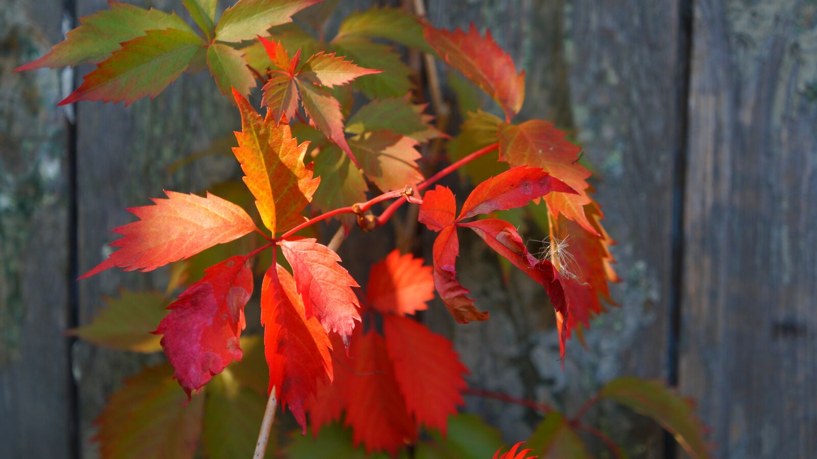 Sony Alpha a3000 + Sony E 18-55mm F3.5-5.6 OSS sample photo. Nature, plants, red photography