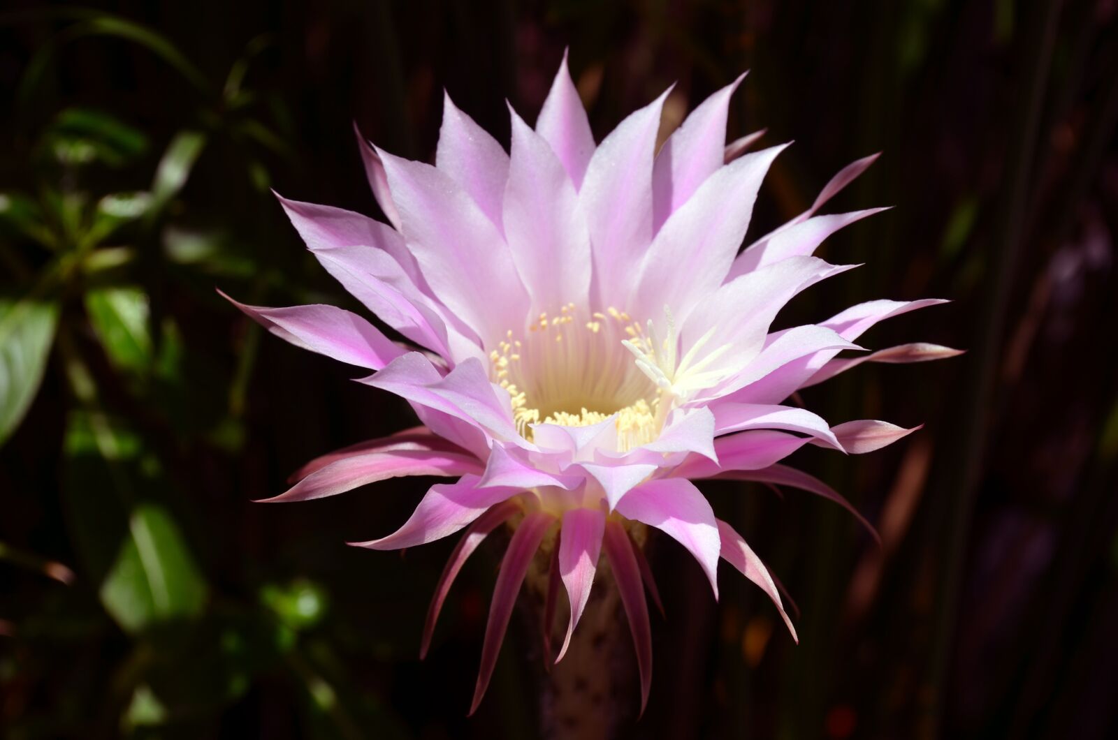 Nikon D5100 sample photo. Flor, cactus, naturaleza photography