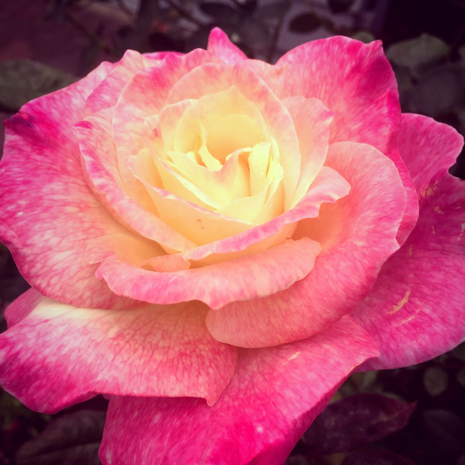 Apple iPhone 6 sample photo. Rose, flower, pink photography