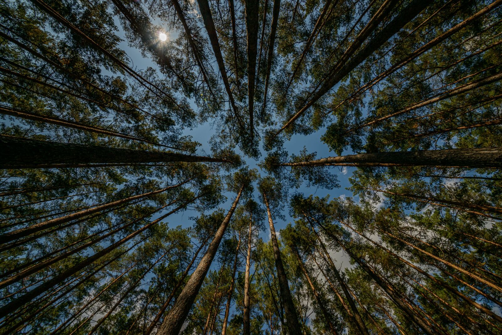 Nikon D800E sample photo. Trees, sky, view photography
