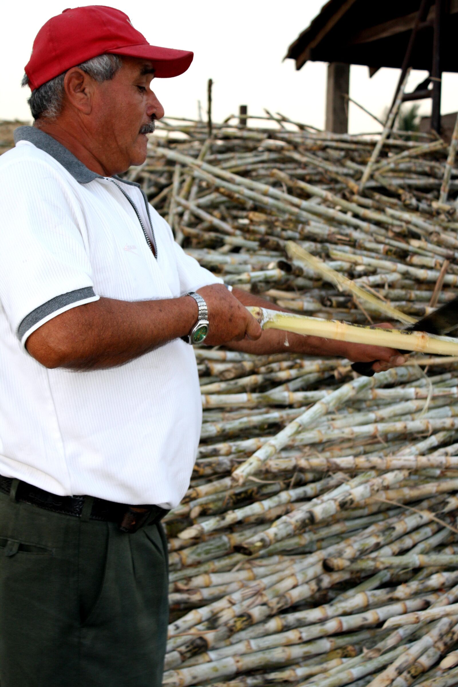 Canon EOS 1000D (EOS Digital Rebel XS / EOS Kiss F) sample photo. Man, stack, sugar cane photography