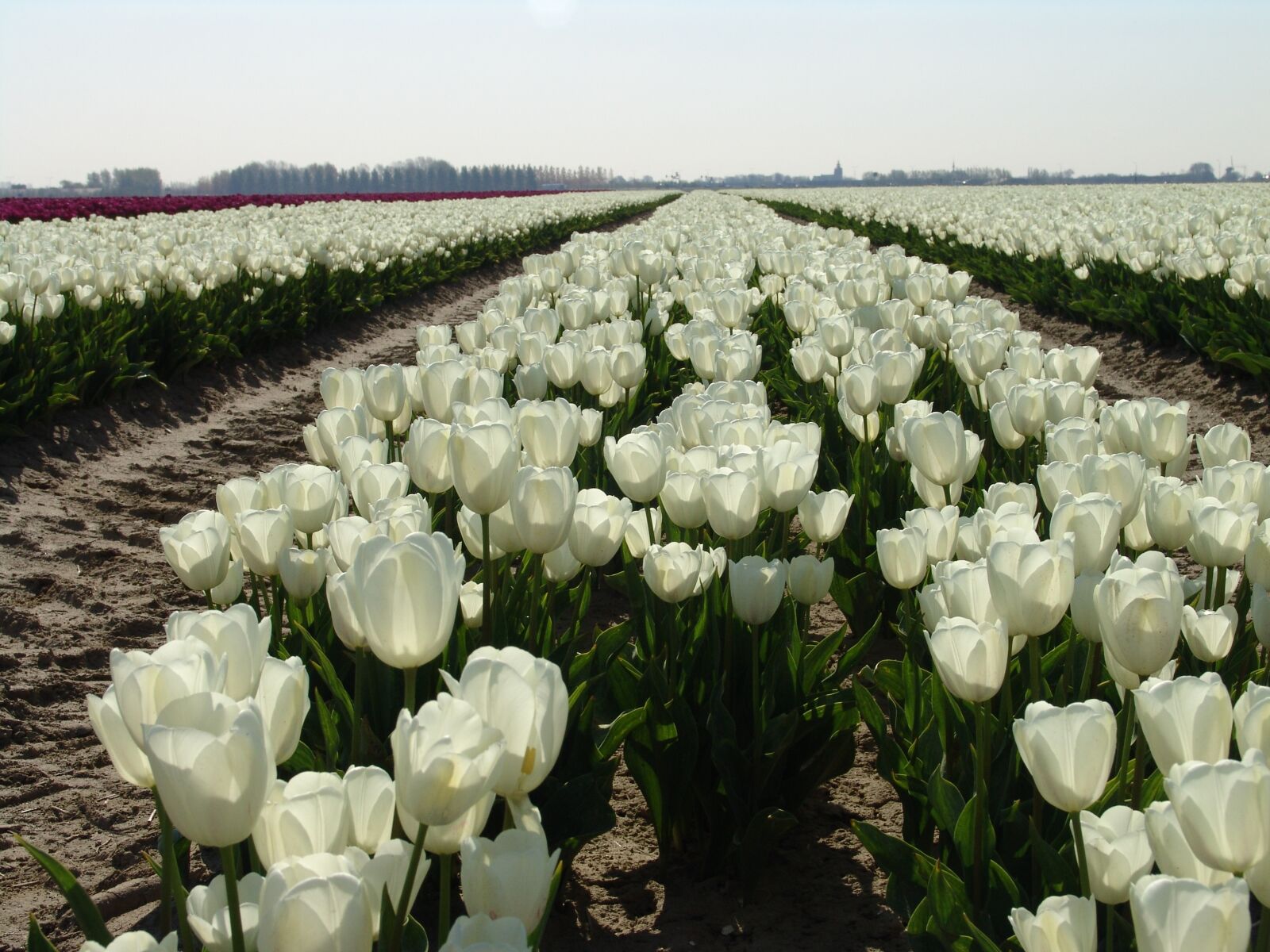 Sony DSC-F828 sample photo. White tulip, flower, tulip photography