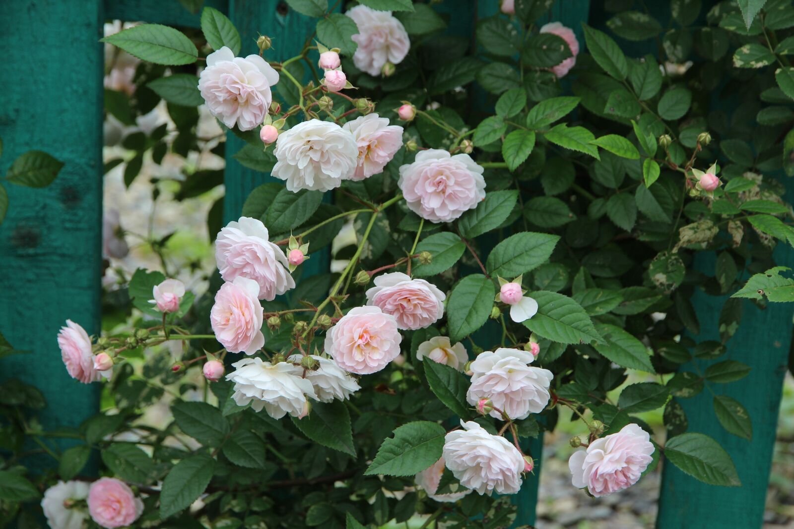 Canon EF-S 15-85mm F3.5-5.6 IS USM sample photo. Roses, climbing roses, pink photography