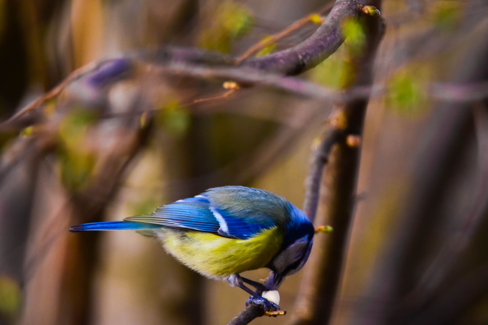 Tamron SP 150-600mm F5-6.3 Di VC USD sample photo. Bird, nature, tit photography