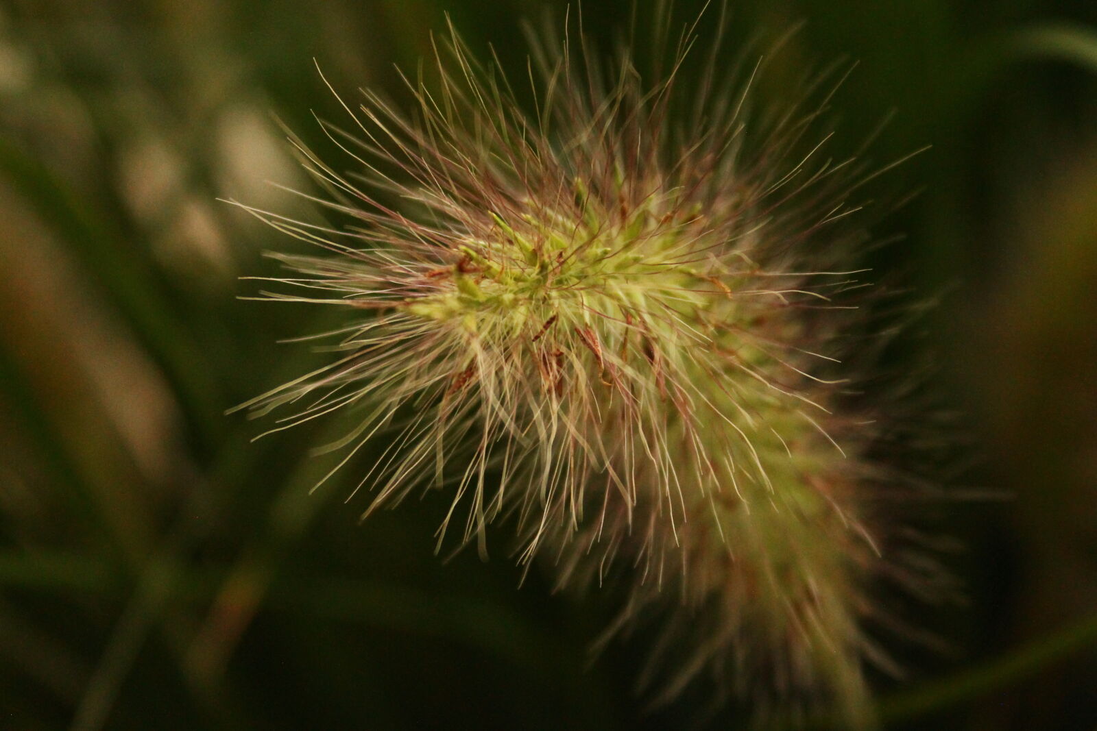 Canon EOS 1100D (EOS Rebel T3 / EOS Kiss X50) sample photo. Grass photography