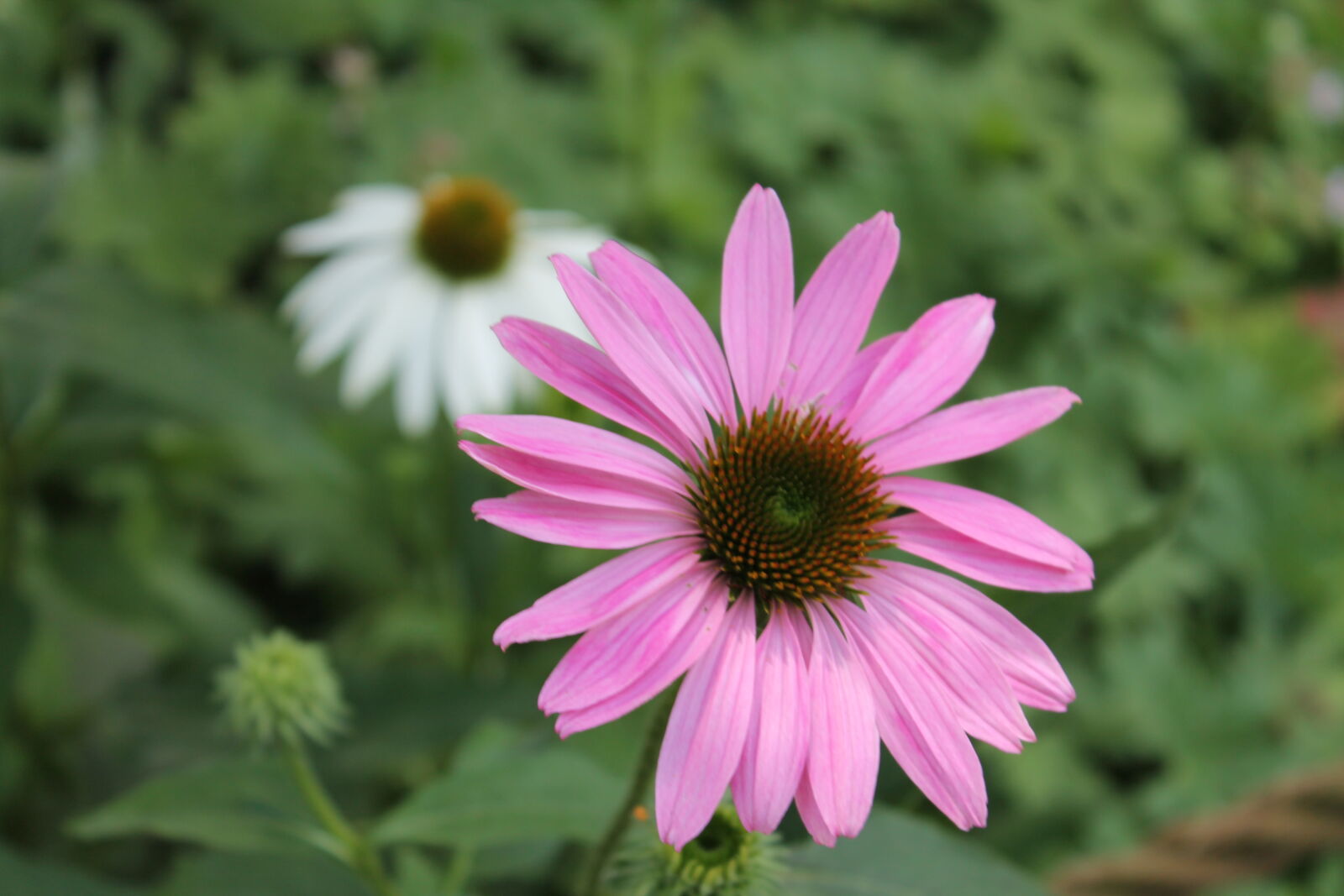 Canon EOS 1100D (EOS Rebel T3 / EOS Kiss X50) sample photo. Beautiful, beautiful, flowers, bunch photography