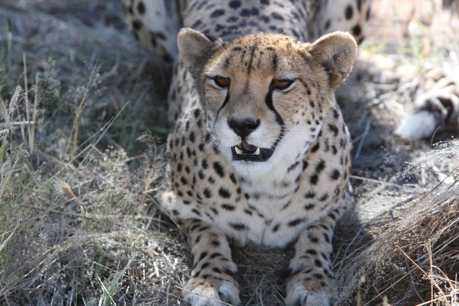 Canon EOS 40D sample photo. Cheetah, predator, namibia photography