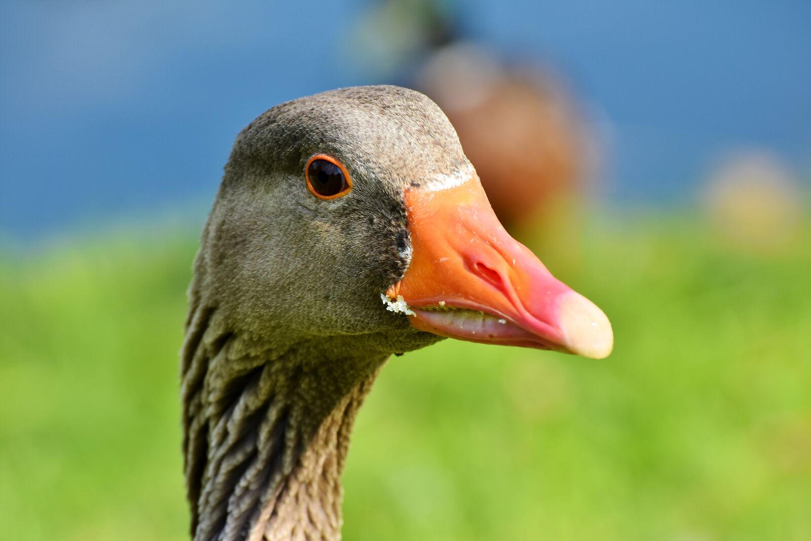 Nikon D7200 sample photo. Goose, poultry, bird photography