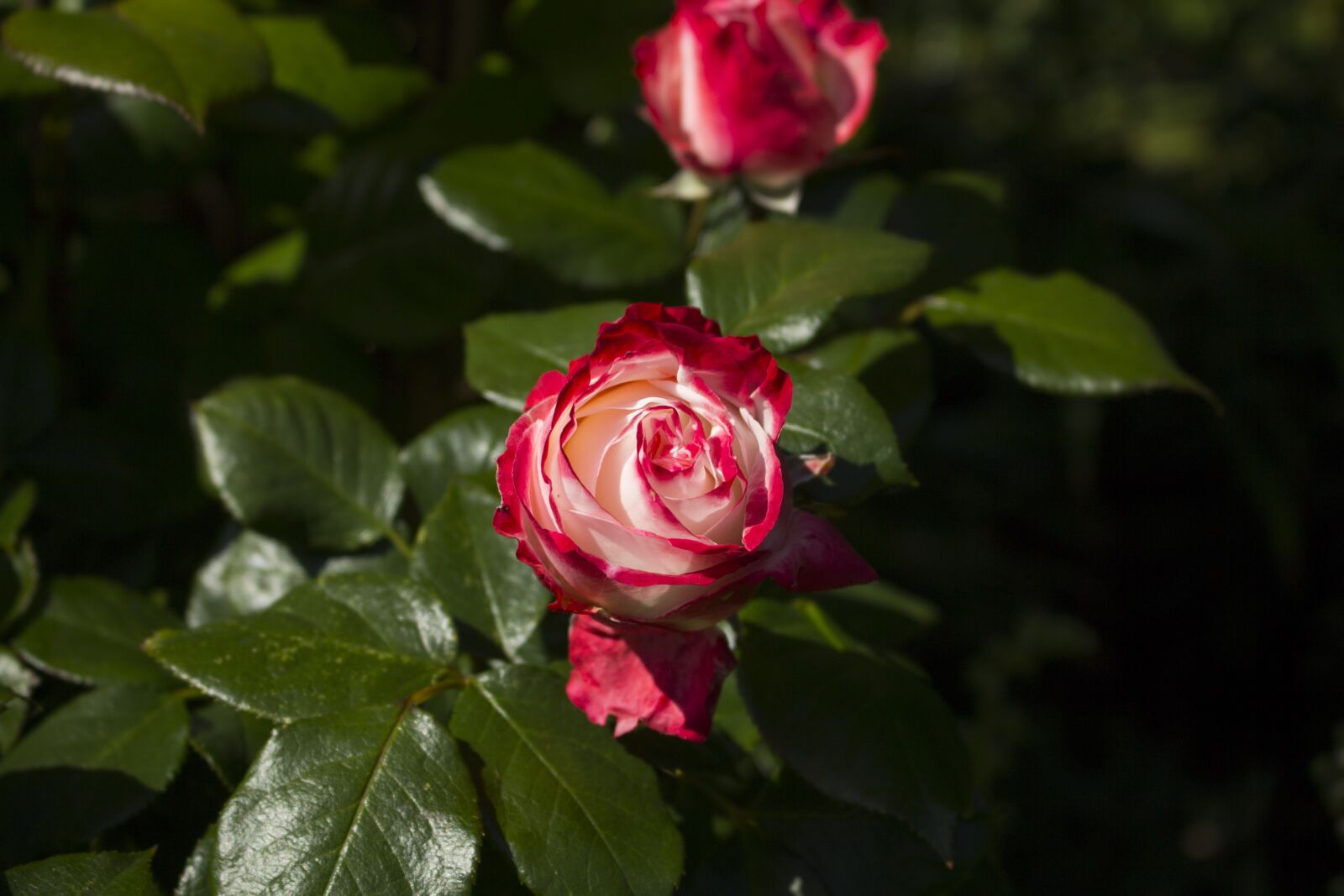 Canon EOS 60D sample photo. Rose, nature, rose blooms photography