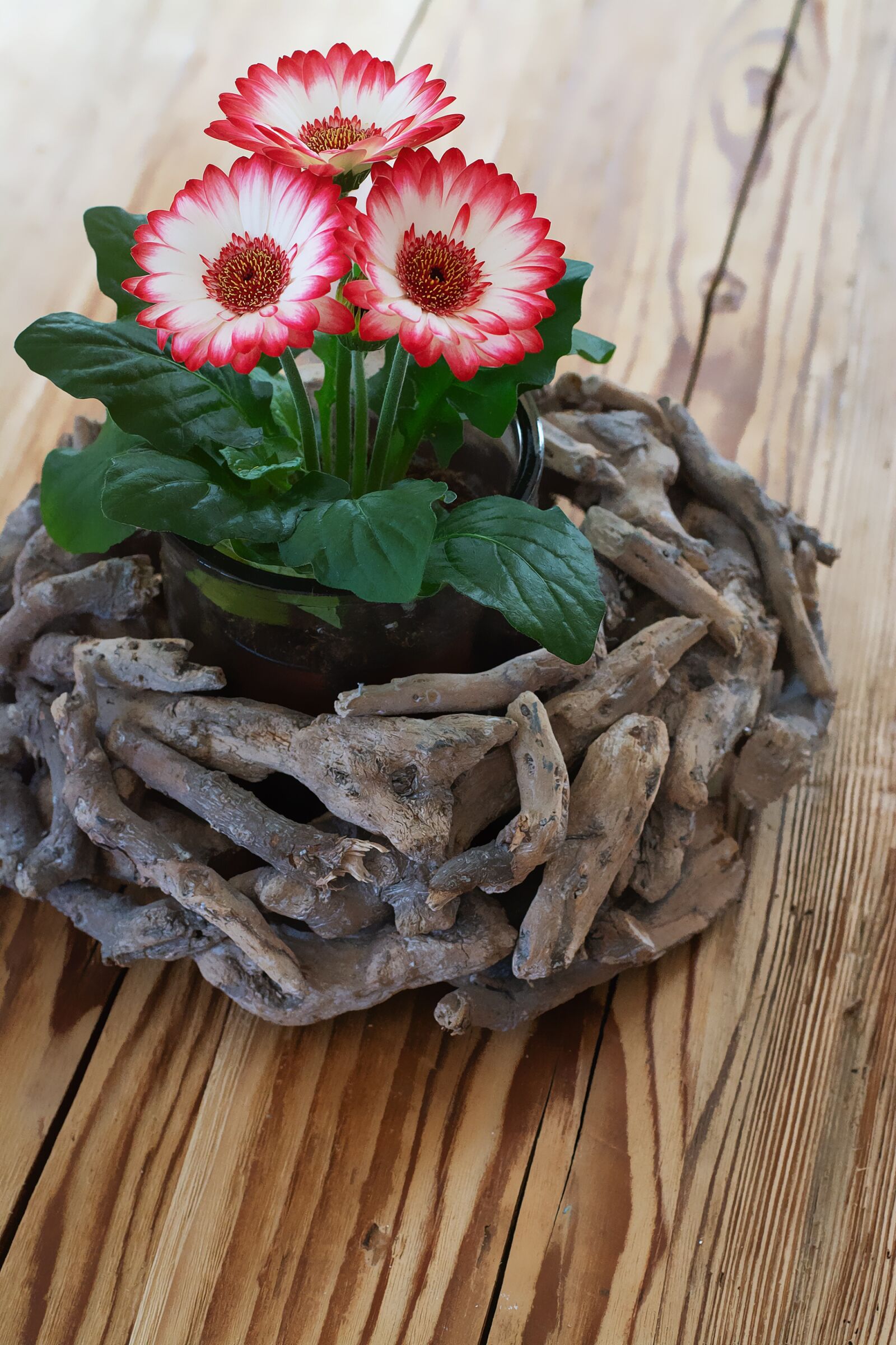 Nikon D7100 sample photo. Flowers, spring flowers, plant photography