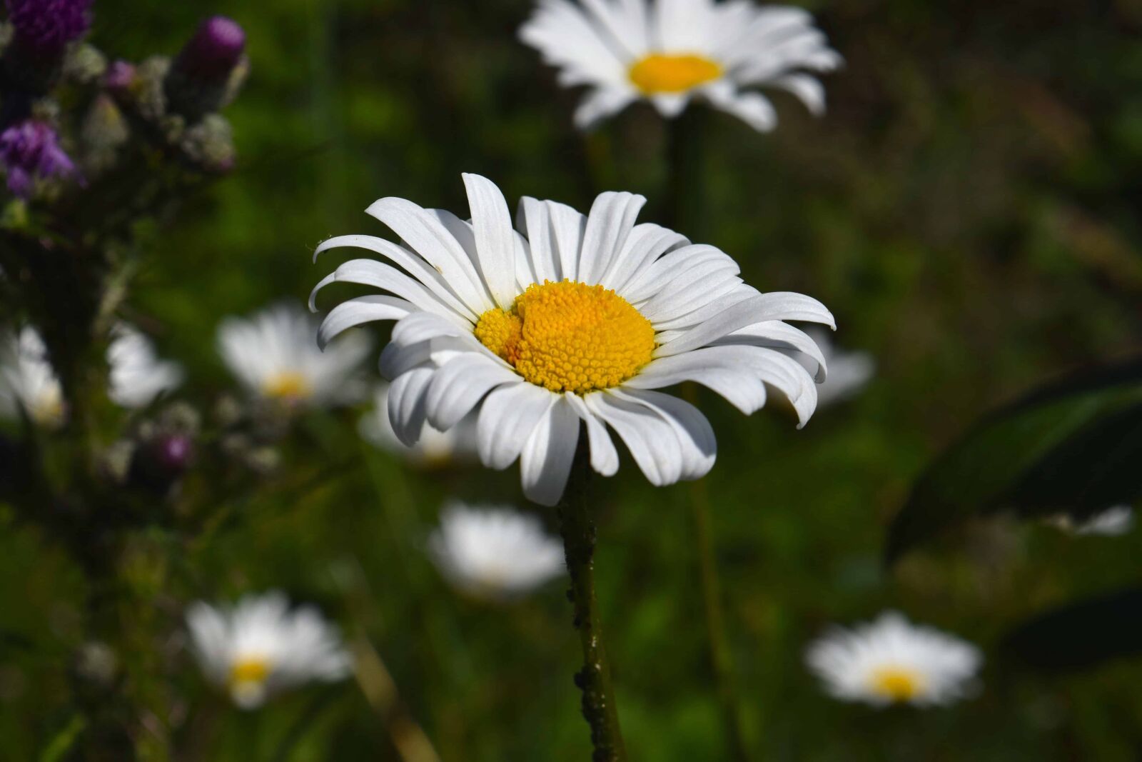 Nikon D3300 sample photo. Flora, summer, nature, wildflower photography