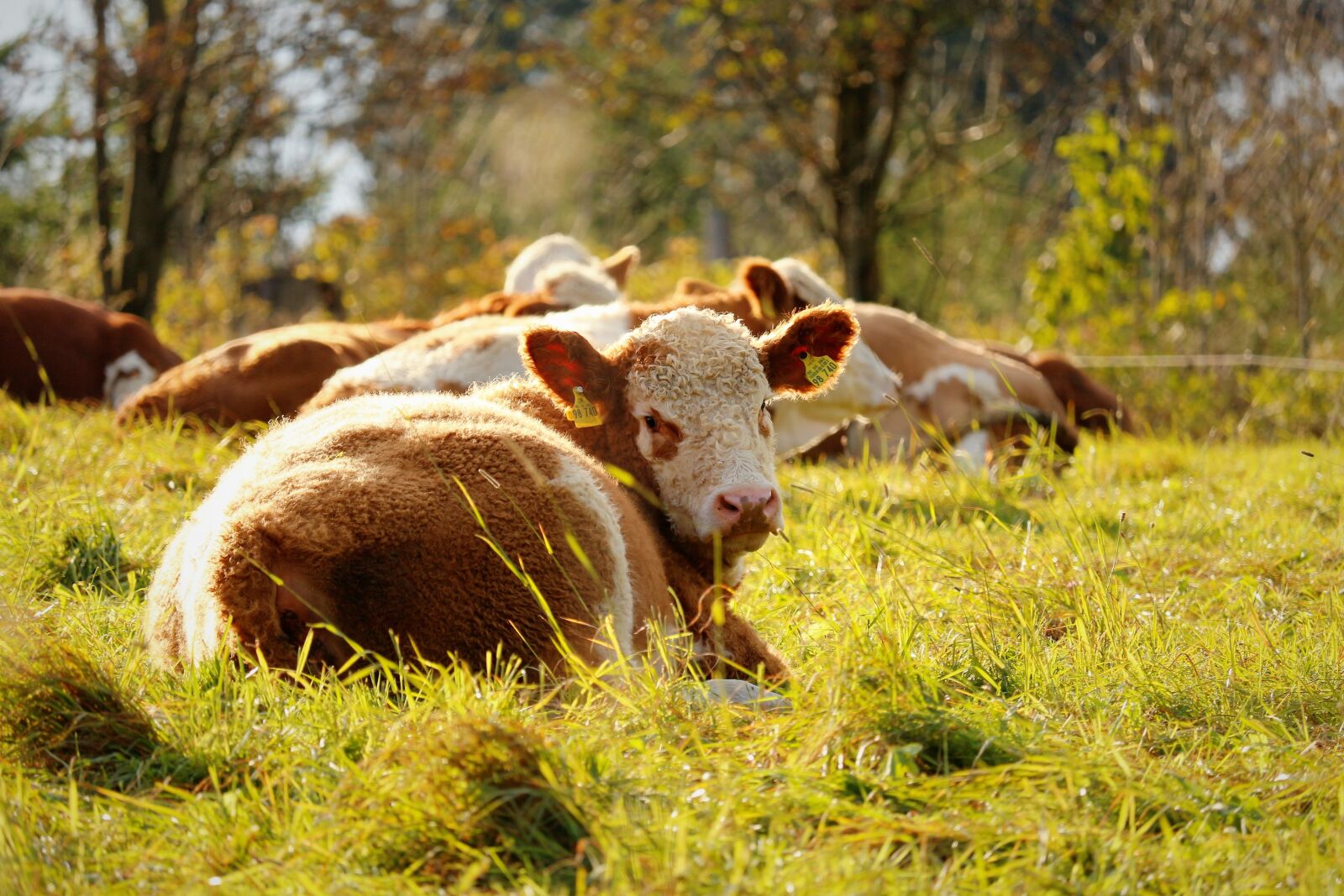Canon EOS 700D (EOS Rebel T5i / EOS Kiss X7i) sample photo. Cow, meadow, cows photography