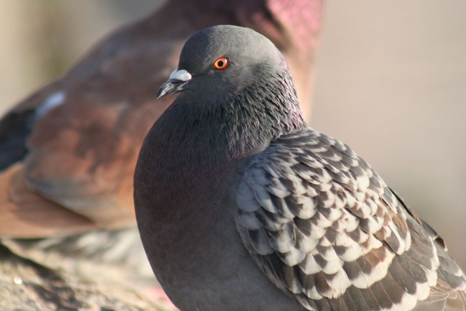 Canon EOS 500D (EOS Rebel T1i / EOS Kiss X3) sample photo. Dove, head, beautiful photography