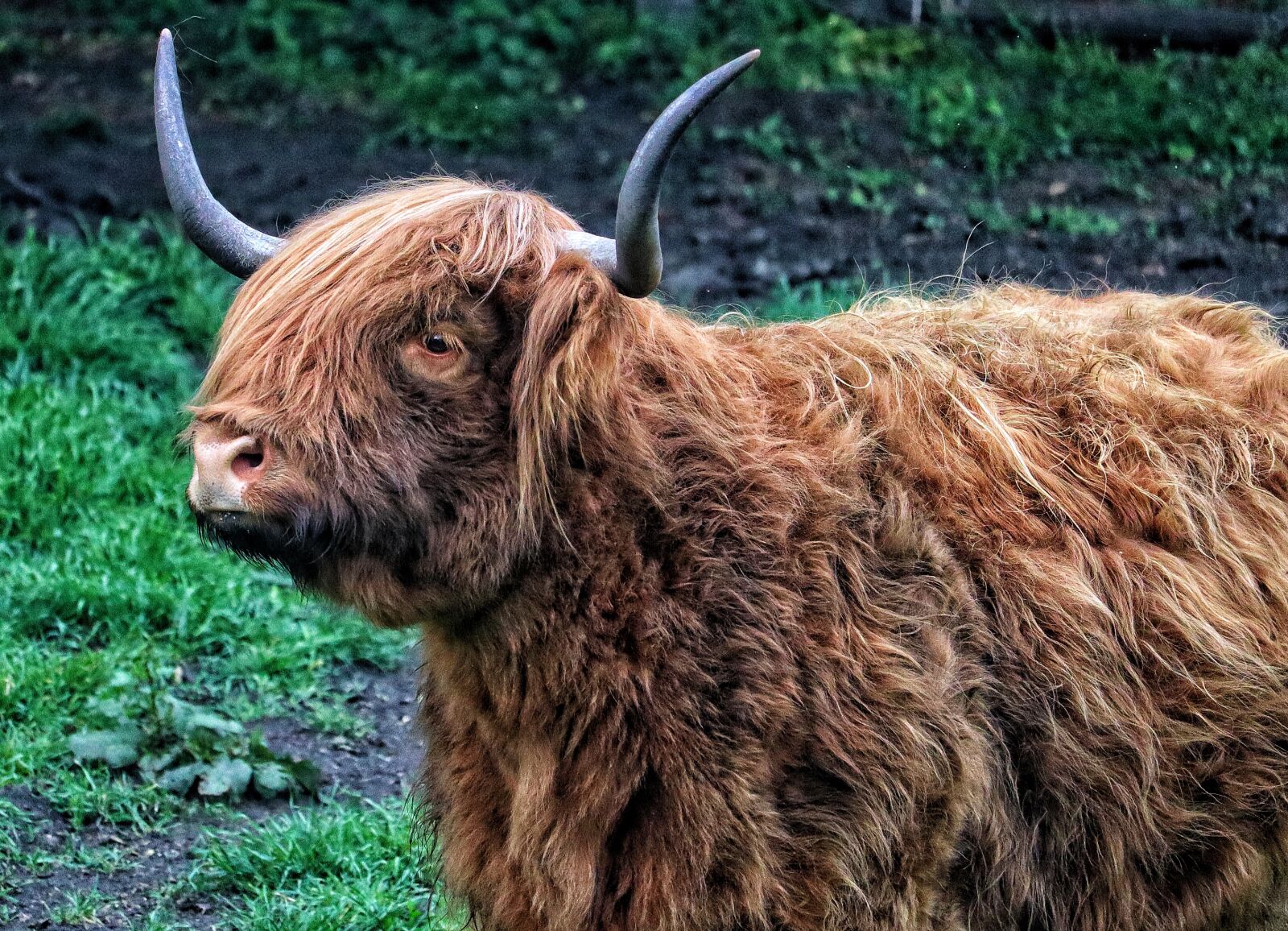 Canon EOS M50 (EOS Kiss M) sample photo. Beef, highland beef, animal photography