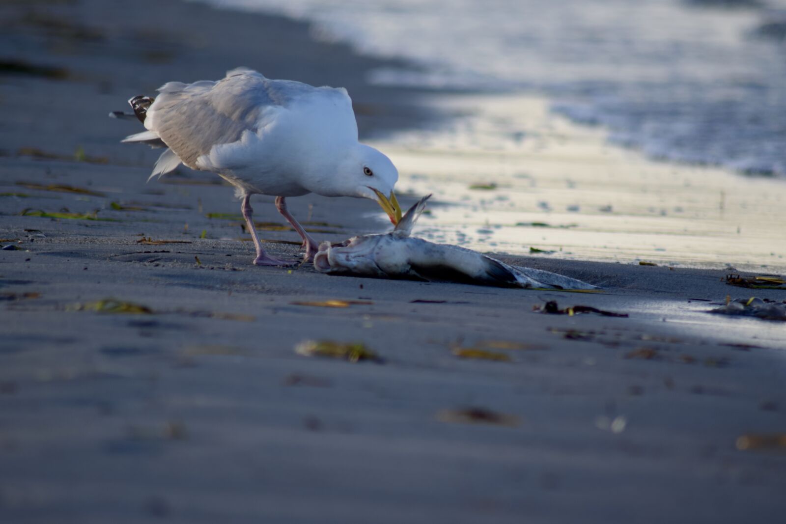 Nikon D3300 sample photo. Beach life, seagull, food photography