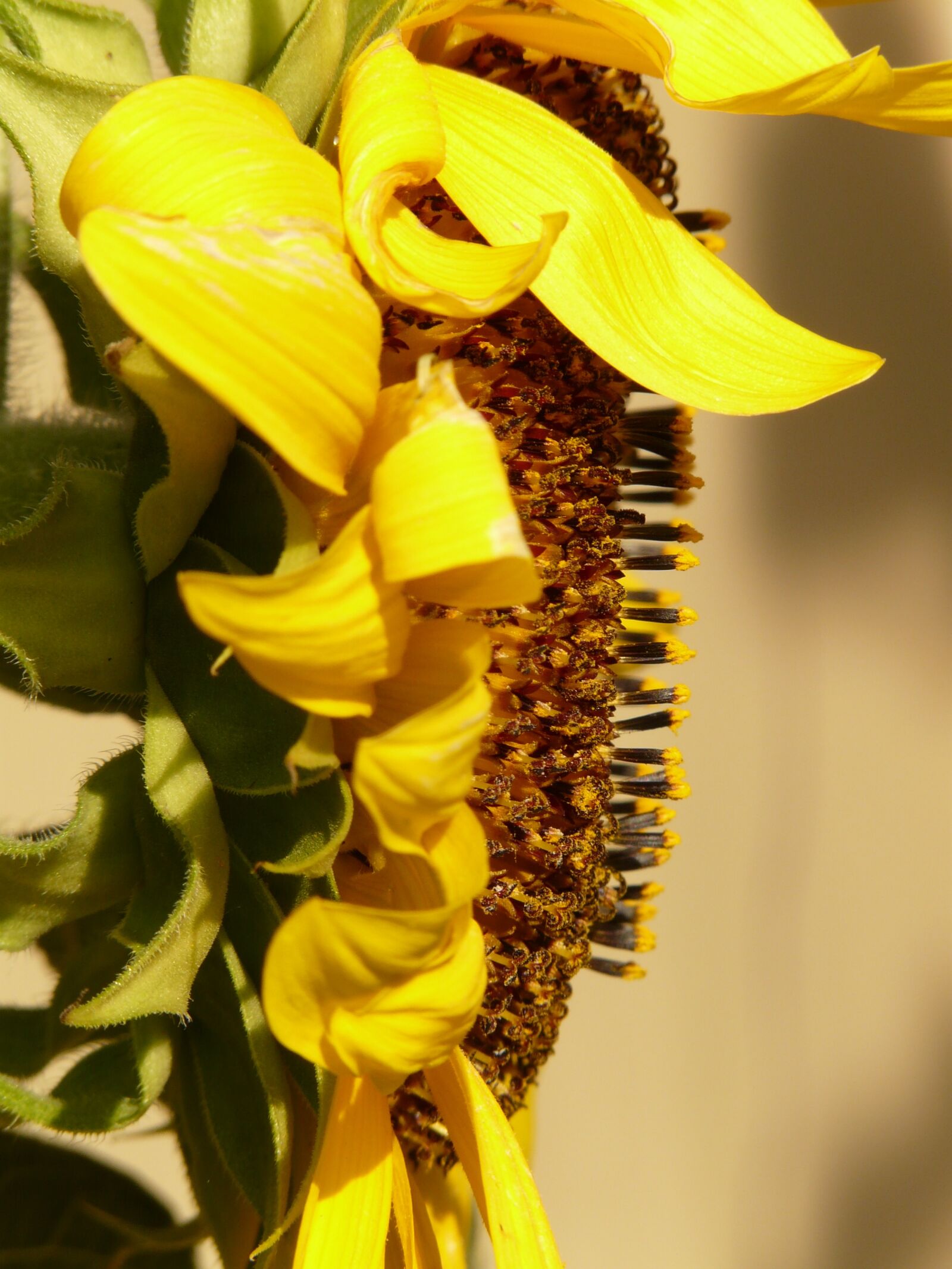 Panasonic DMC-FZ18 sample photo. Sunflower, helianthus annuus, flower photography