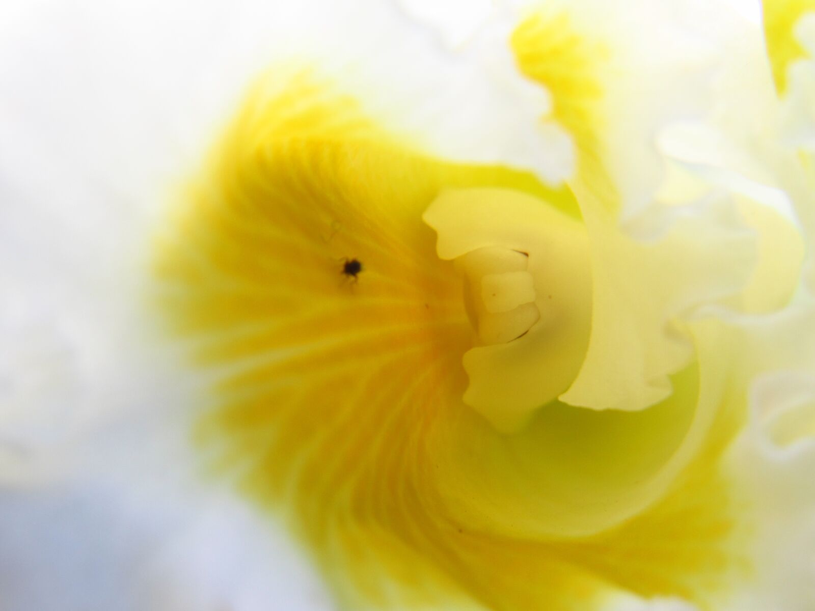 Canon PowerShot SX530 HS sample photo. Orchid, flower, yellow photography