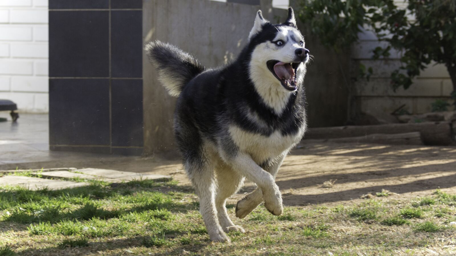Nikon D7100 sample photo. Siberian husky, husky, dog photography