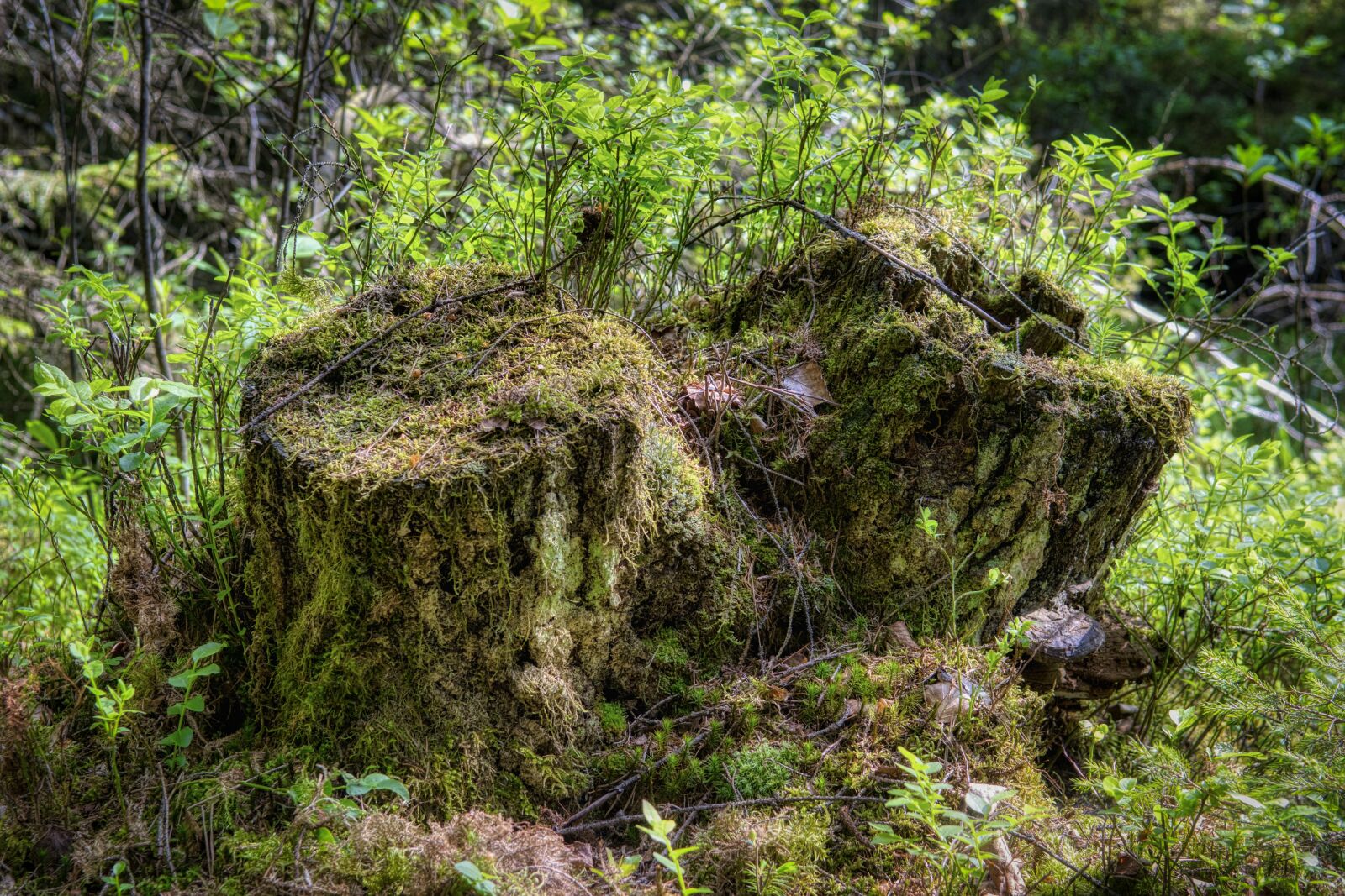 Nikon D7500 sample photo. Tree root, tree stump photography