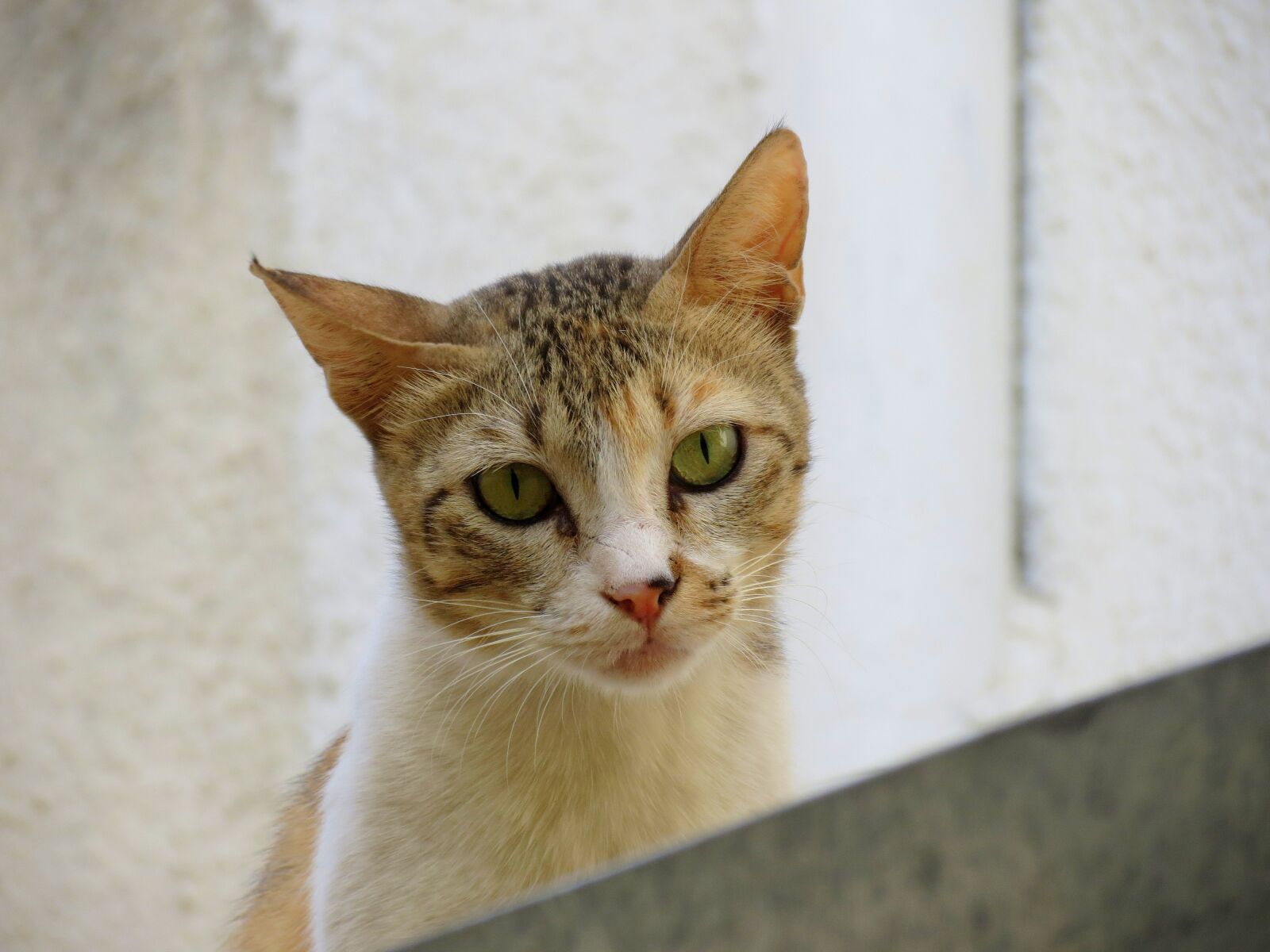 Canon PowerShot SX40 HS sample photo. Cute, cat, animal photography