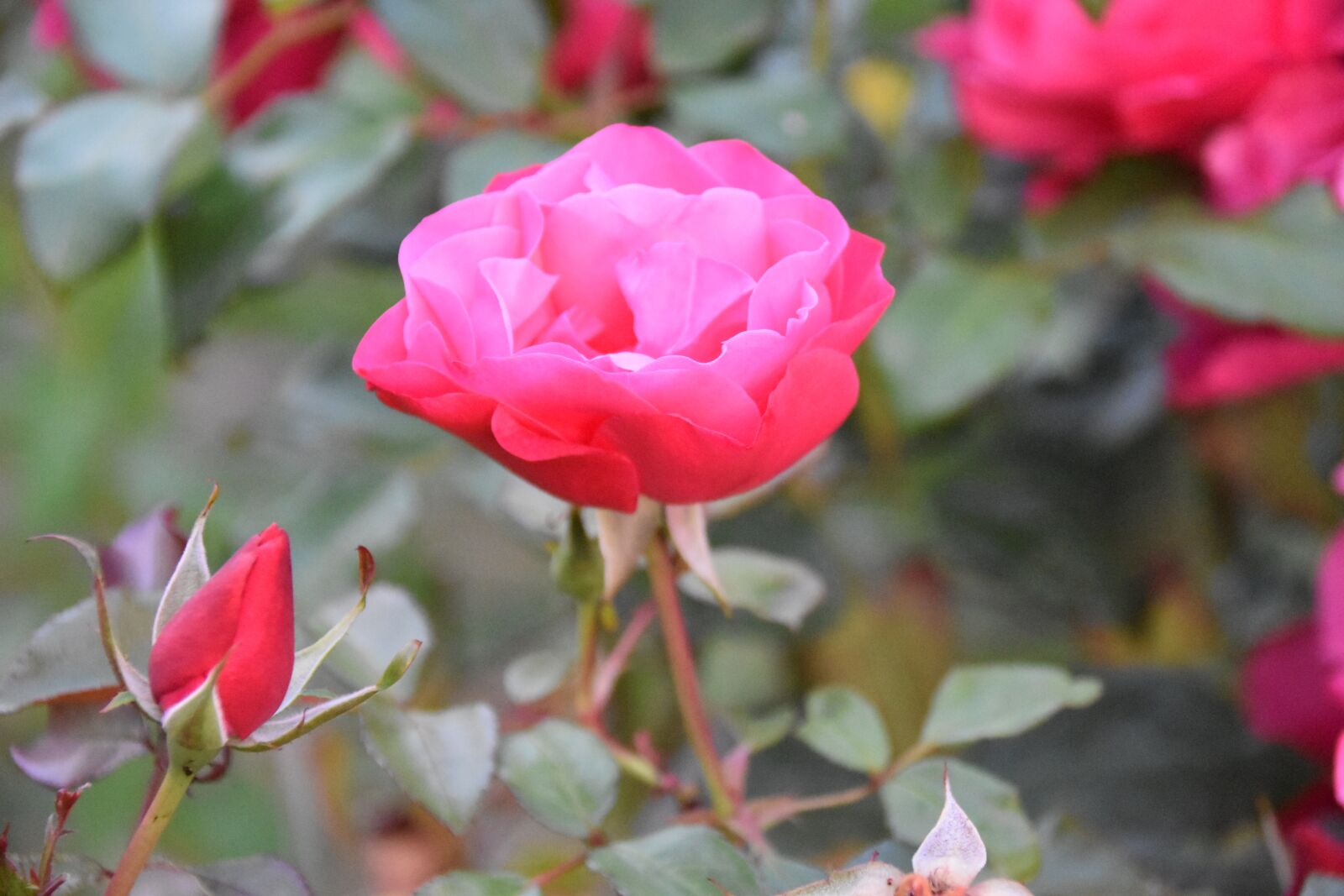 Nikon D5600 sample photo. Flower, pink, nature photography