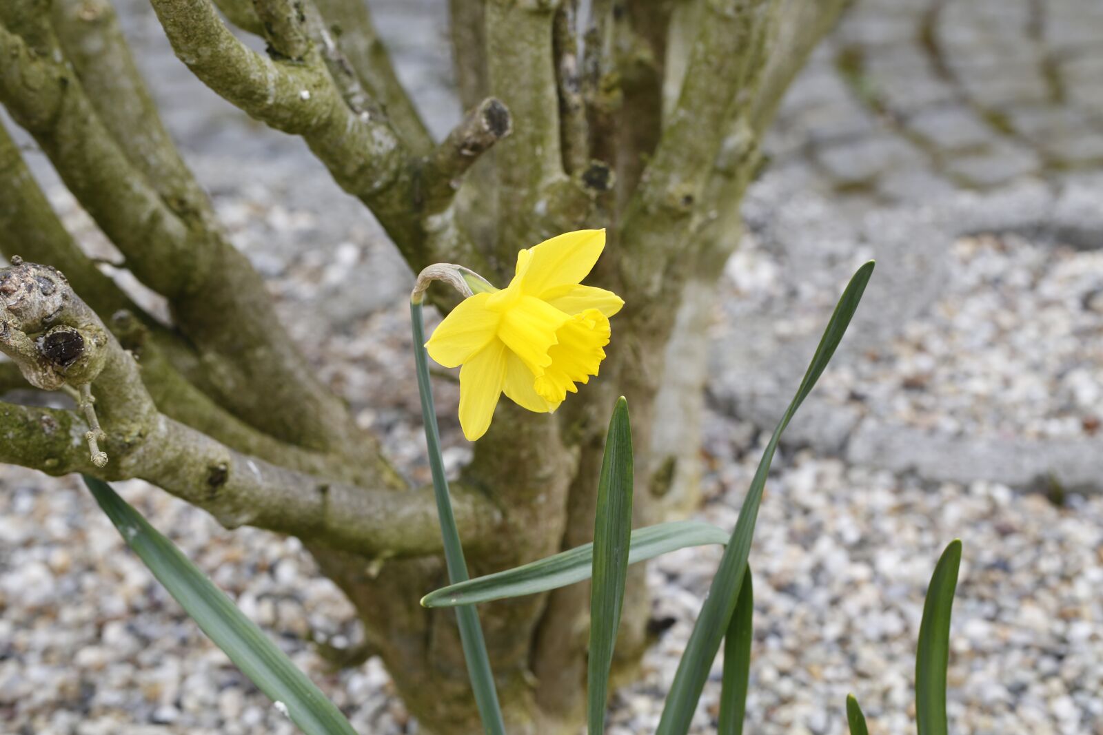 Canon EF 100mm F2.8L Macro IS USM sample photo. Flower, spring, nature photography