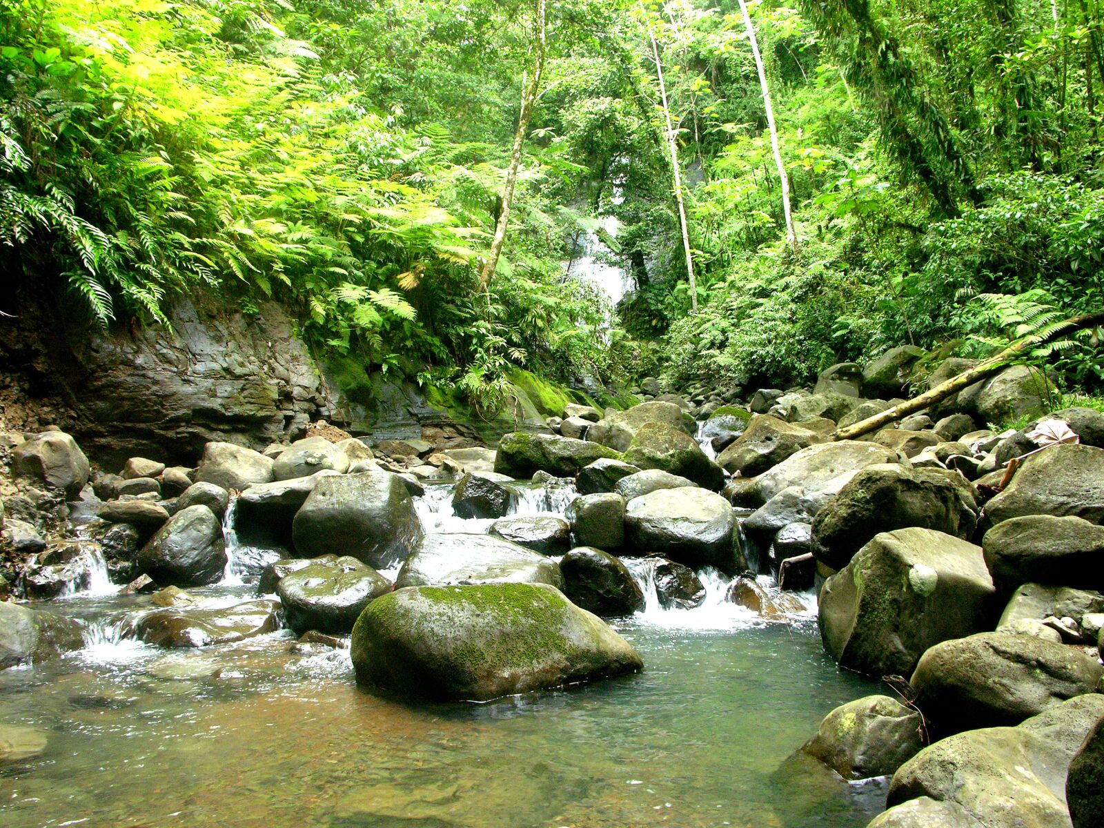 Nikon E8700 sample photo. Nature, river, cocos photography