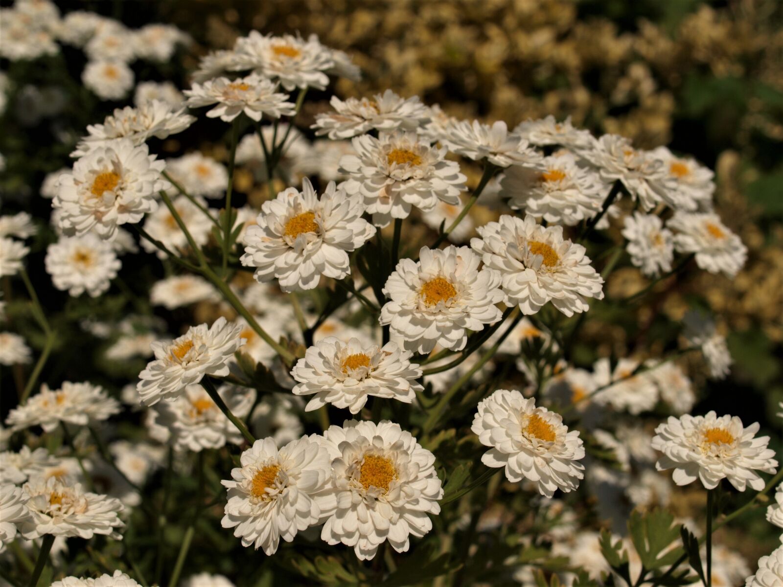 Olympus E-520 (EVOLT E-520) sample photo. Nature, flora, flower photography