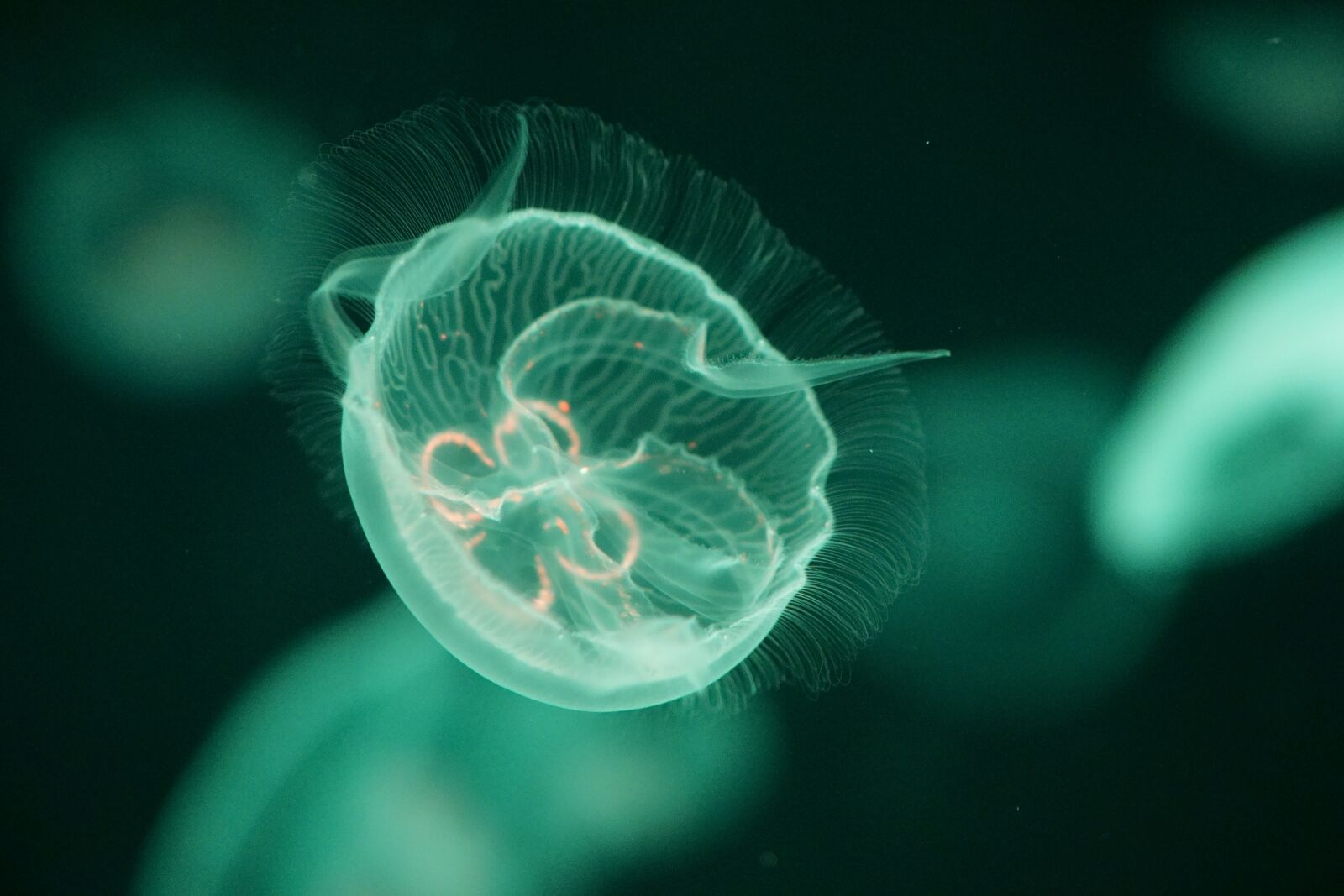 Sony a6000 sample photo. Jellyfish, underwater, sea photography