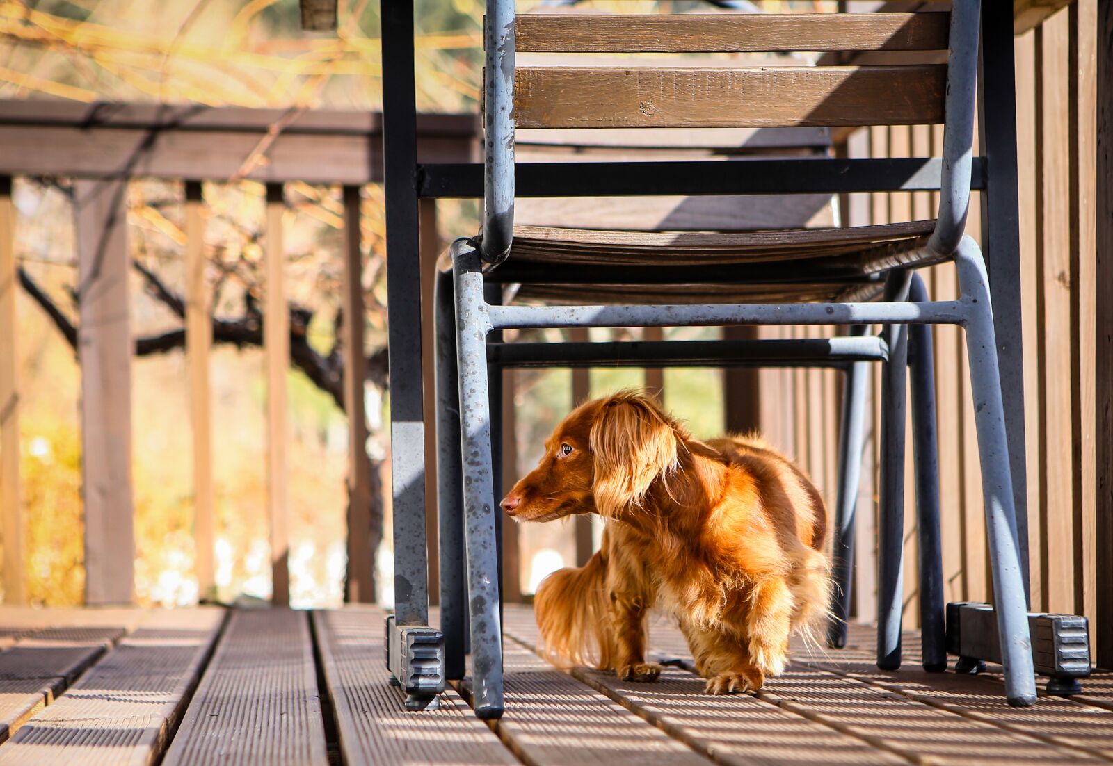 Canon EOS 6D + Canon EF 24-70mm F2.8L USM sample photo. Dog, dachshund, animal photography