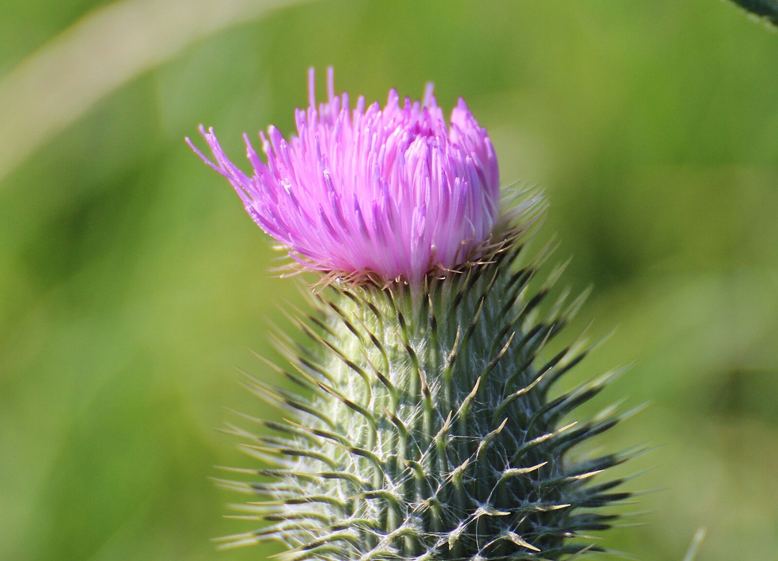Canon EOS 600D (Rebel EOS T3i / EOS Kiss X5) sample photo. Thistle, card, millefiori photography