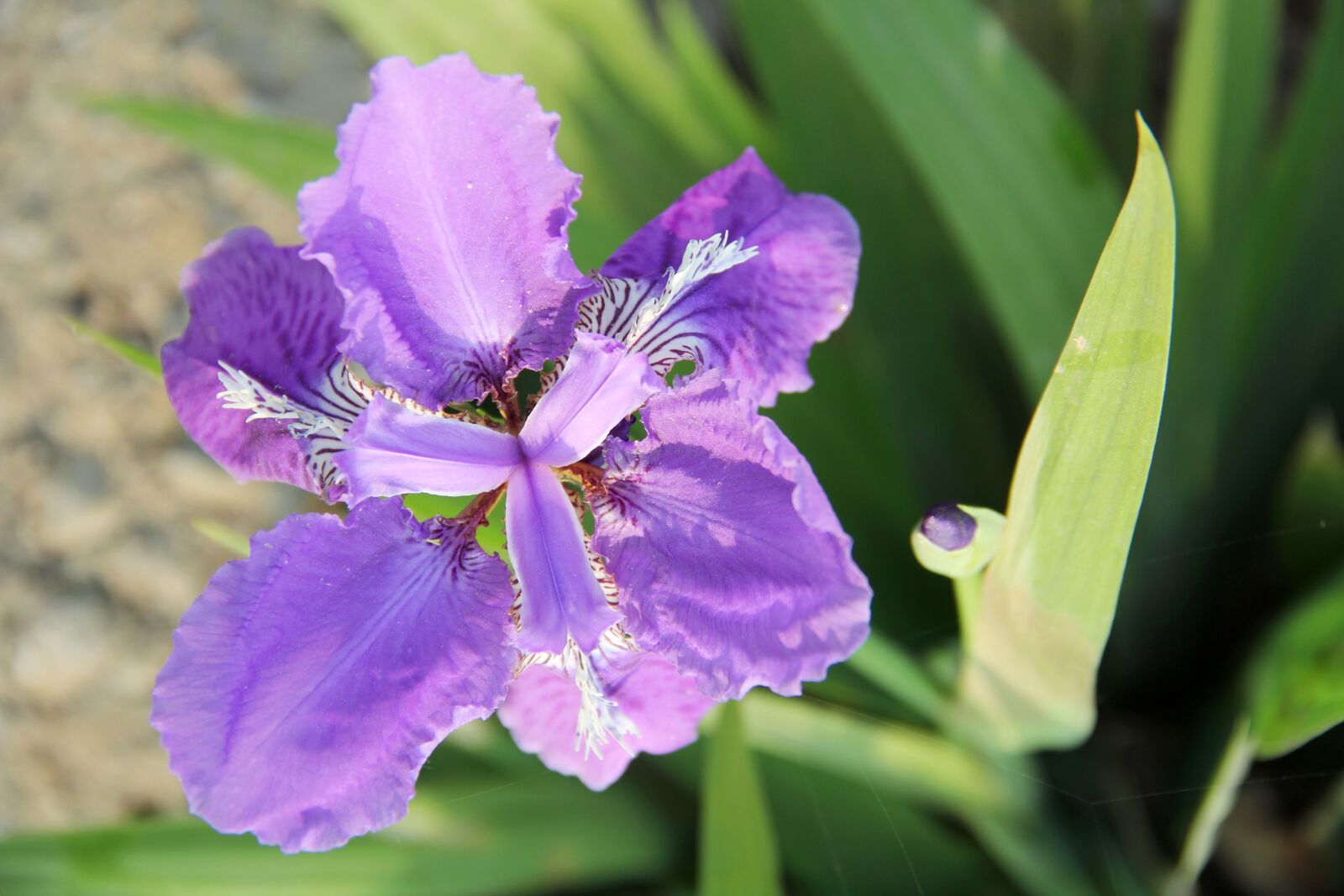 Canon EOS 60D sample photo. Purple iris, iris photography