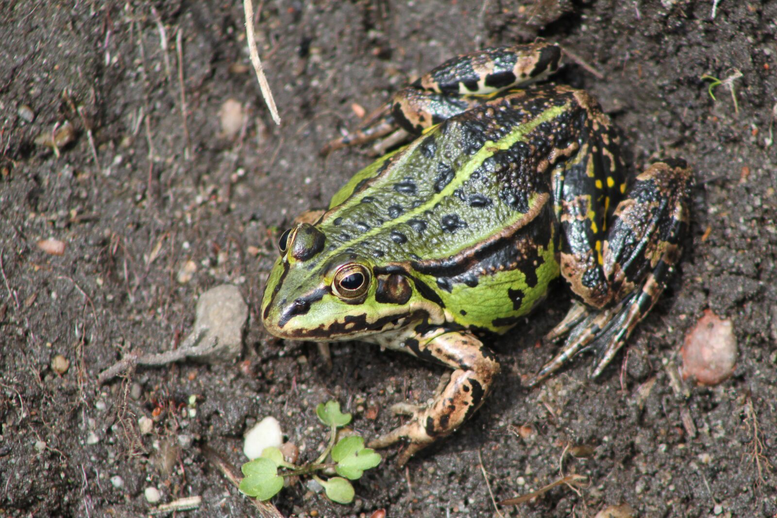 Canon EOS 500D (EOS Rebel T1i / EOS Kiss X3) sample photo. The frog, spring, green photography
