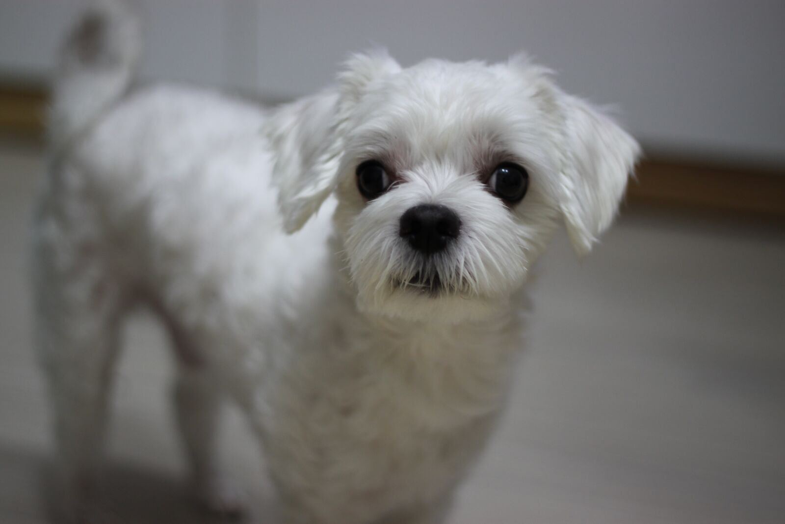Canon EOS 500D (EOS Rebel T1i / EOS Kiss X3) sample photo. Dog, puppy, animal photography
