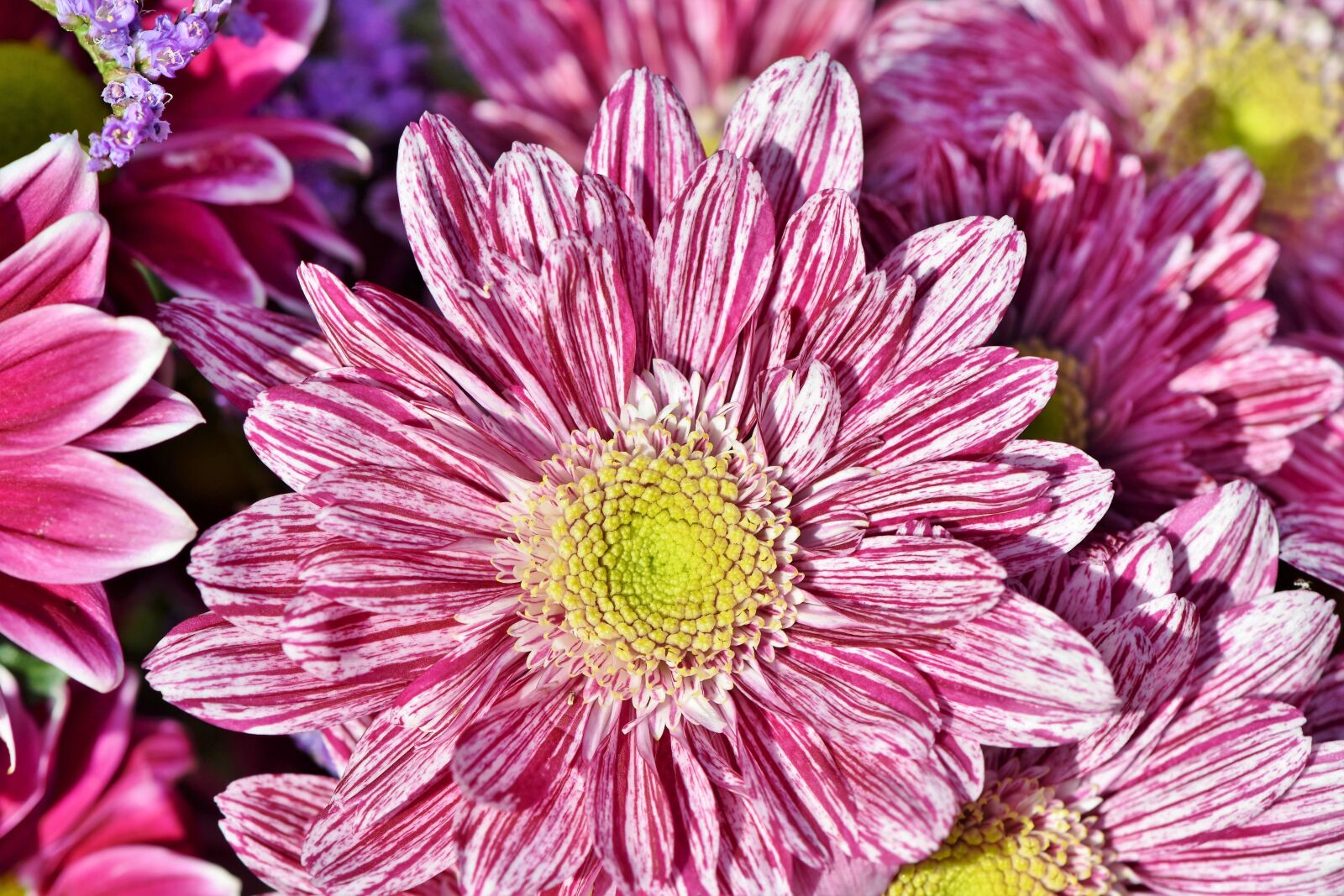 Nikon D7200 sample photo. Aster, composites, blossom photography