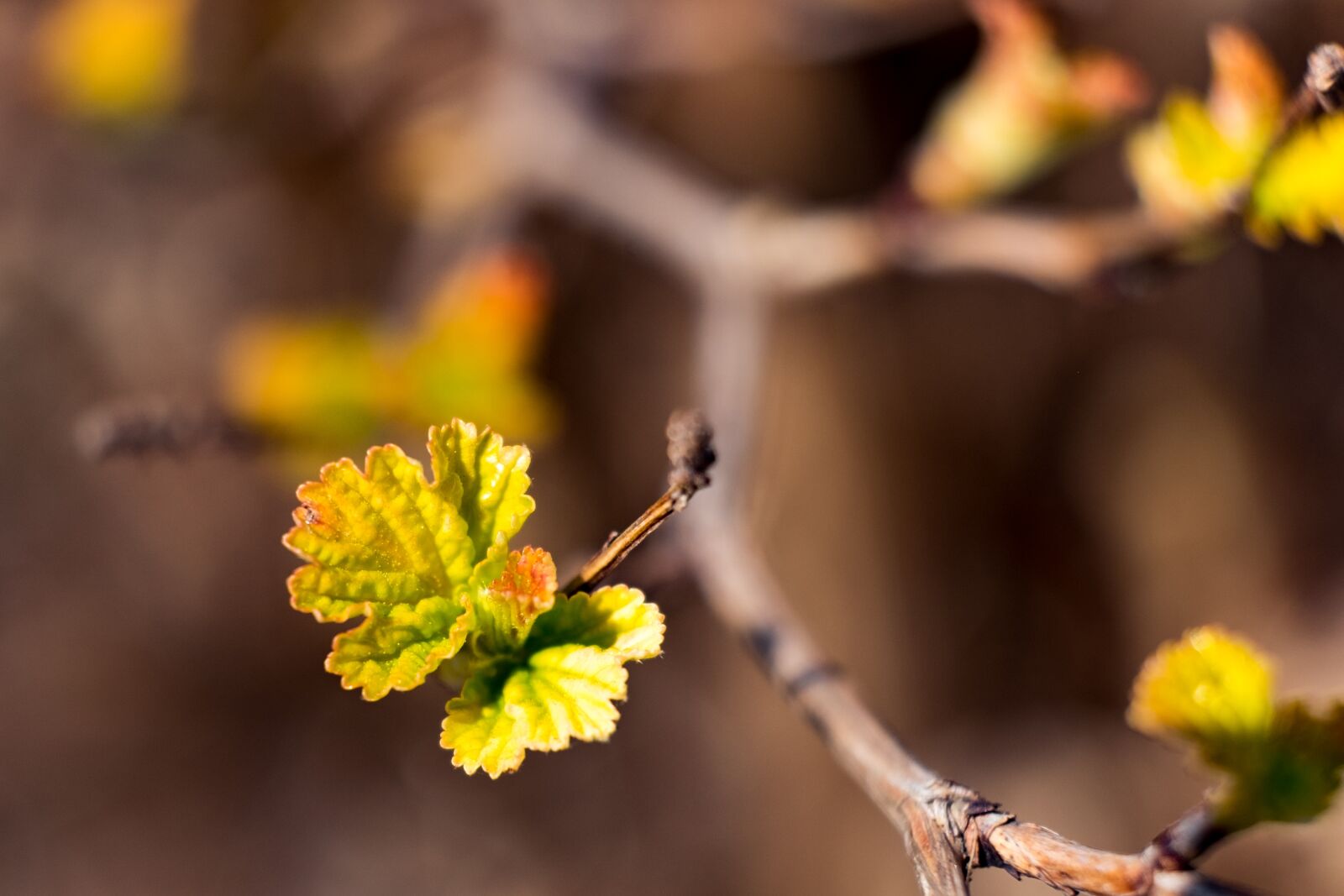 Fujifilm X-T10 sample photo. Spring, garden, foliage photography