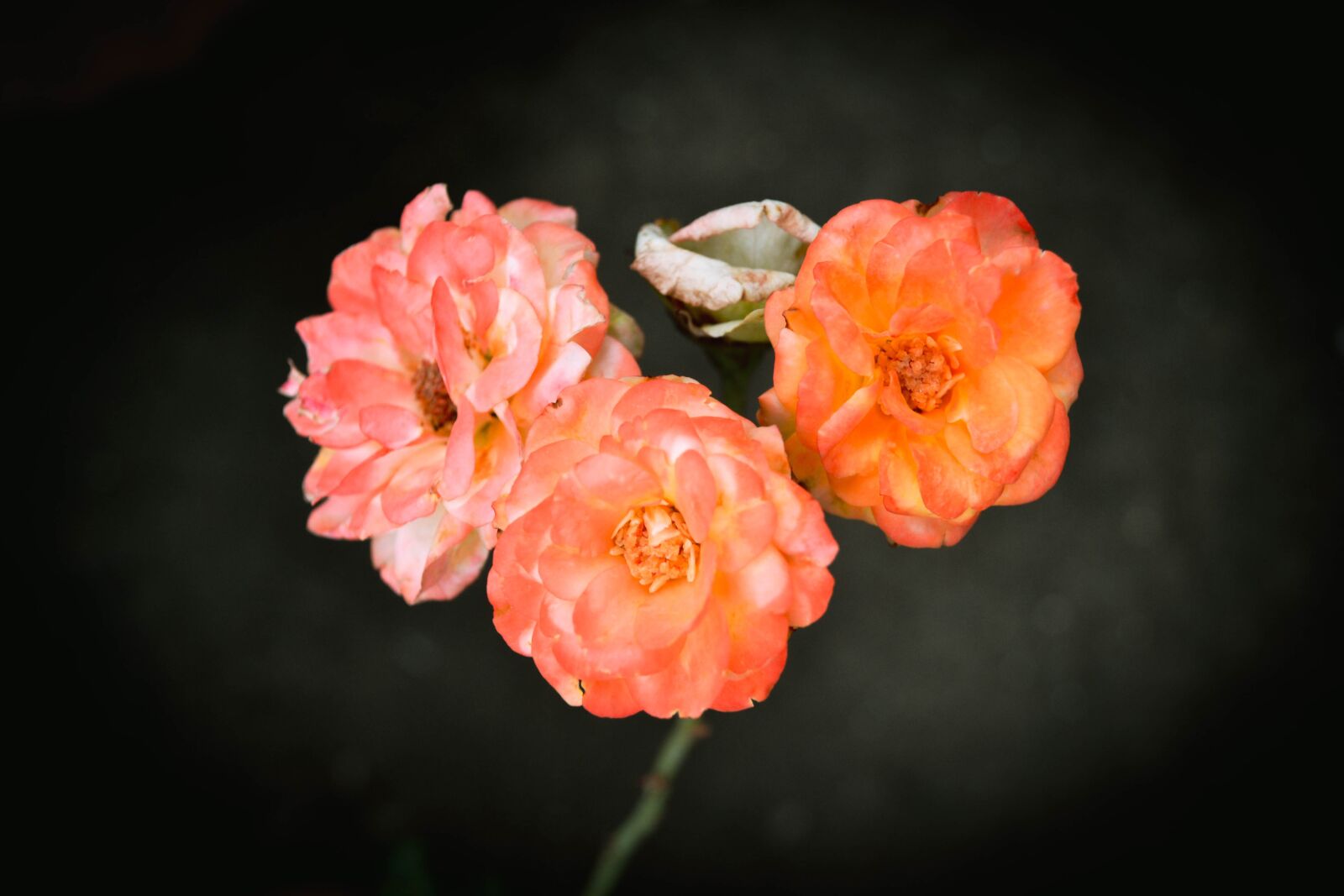 Nikon D3100 sample photo. Rose, flowers, bloom photography