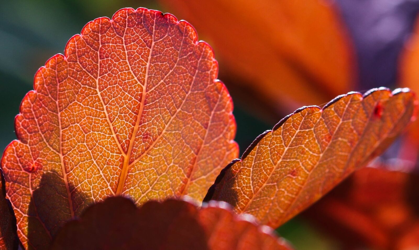 Canon EOS 70D + Canon EF 100mm F2.8 Macro USM sample photo. Koivuangervo, autumn, fall colors photography