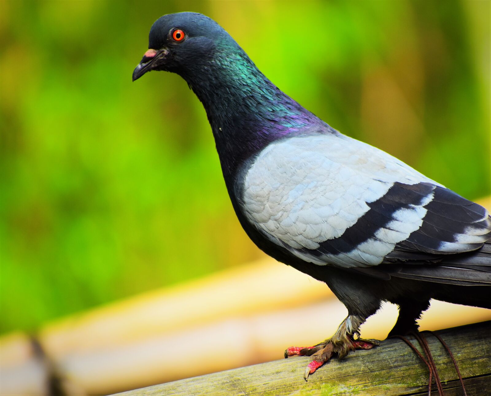 Nikon D5600 sample photo. Bird, wildlife, animal photography